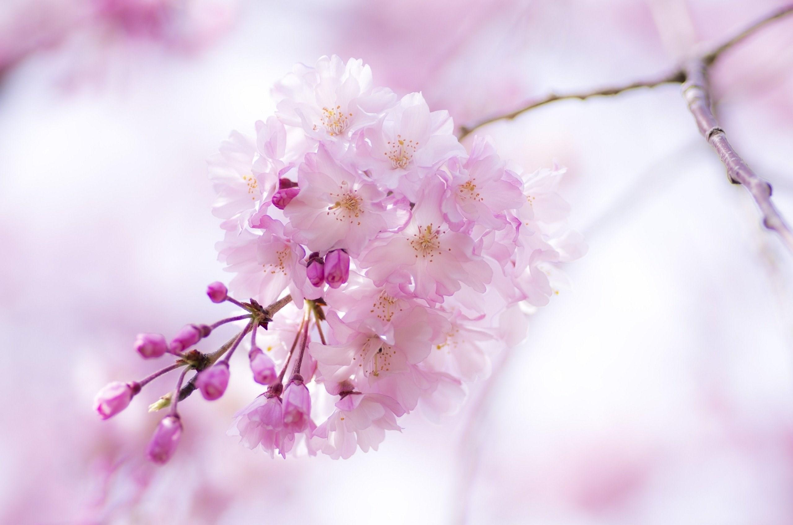 Pink Spring Desktop Wallpapers - Top Free Pink Spring Desktop ...