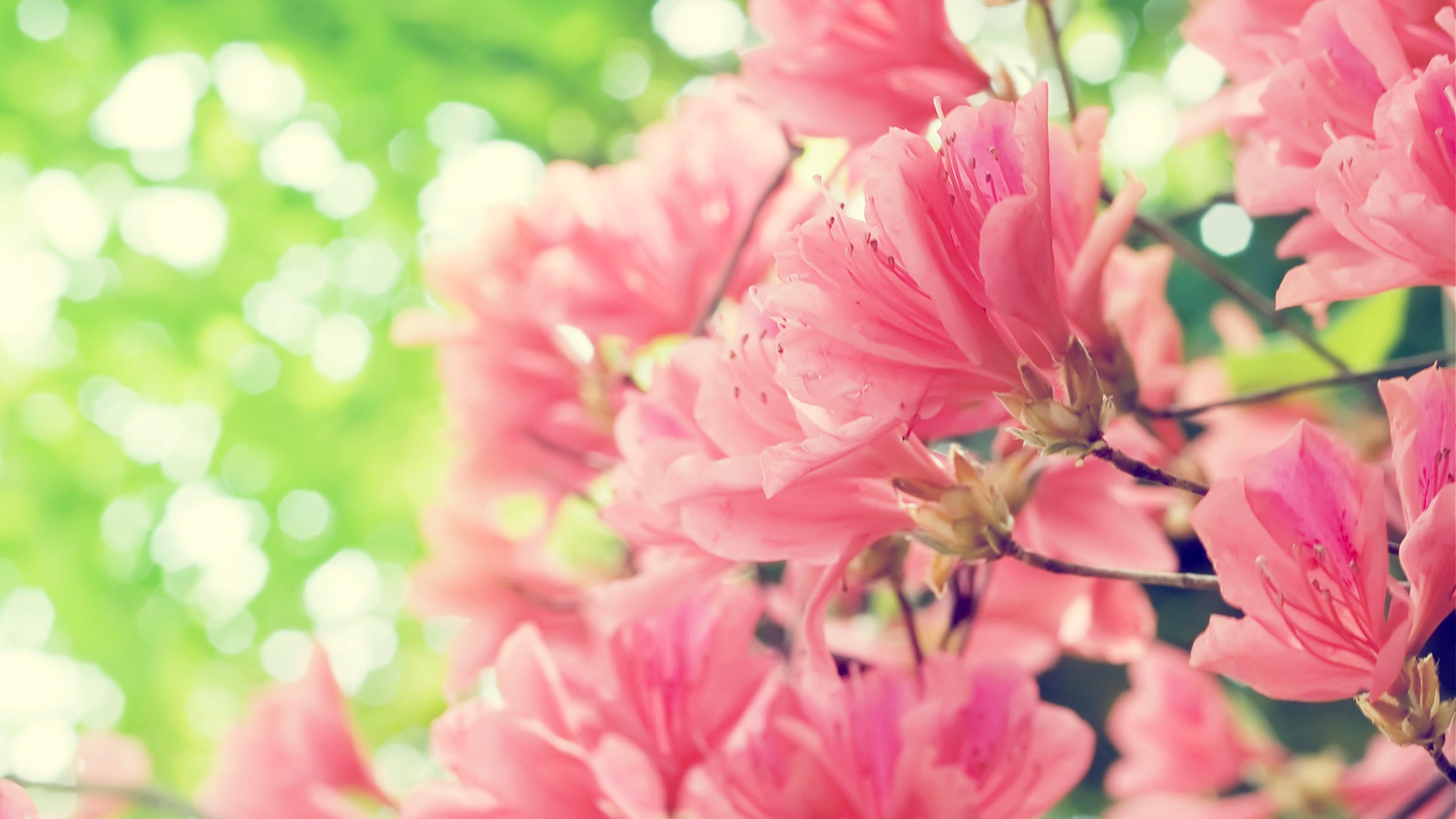 Pink Spring Desktop Wallpapers - Top Free Pink Spring Desktop ...