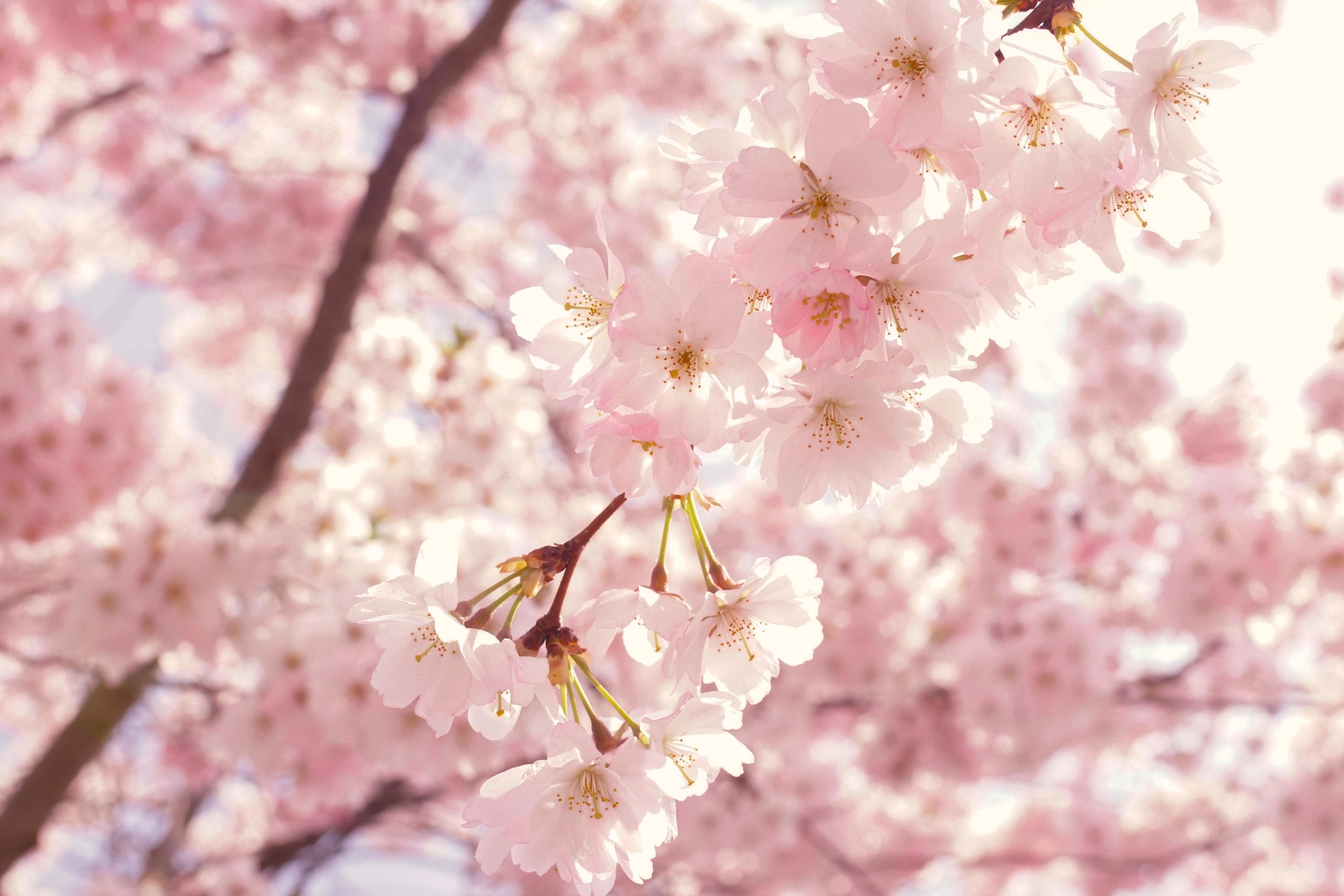 6000x4000 Cherry Blossom Wallpaper Photo