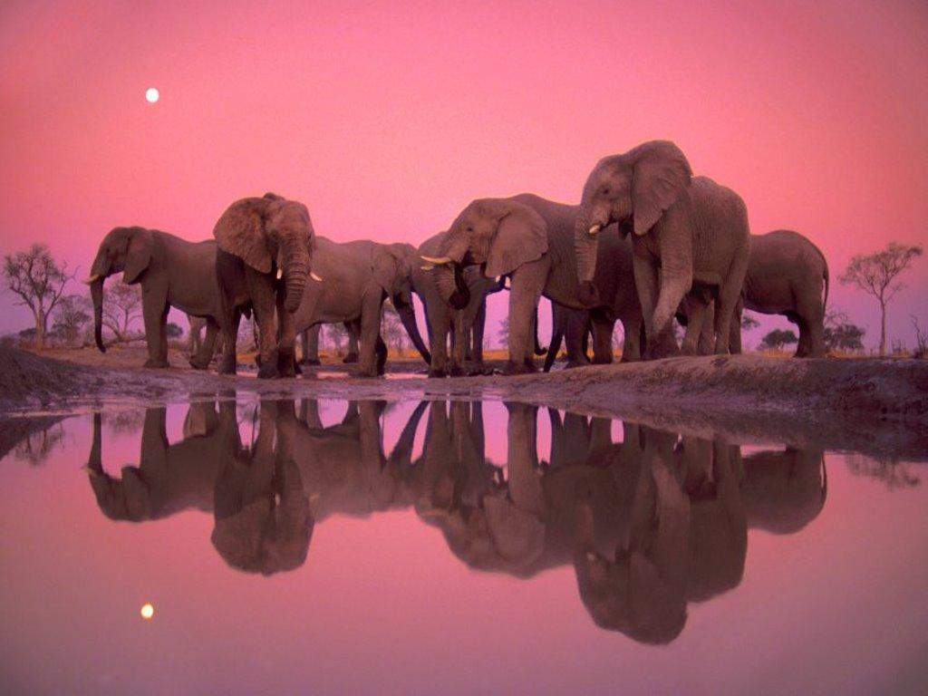 1024x768 Elephant Desktop Background