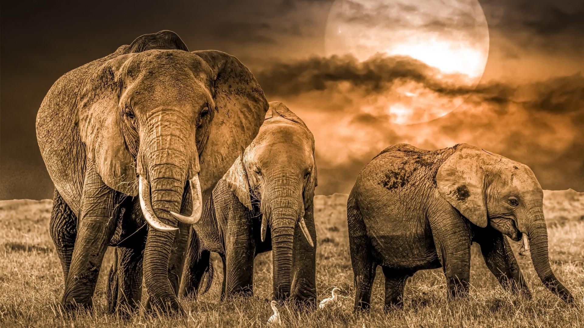 1920x1080 Elephant 4k Photography 1080P Laptop Full HD Wallpaper, HD Animals 4K Wallpaper, Image, Photo and Background