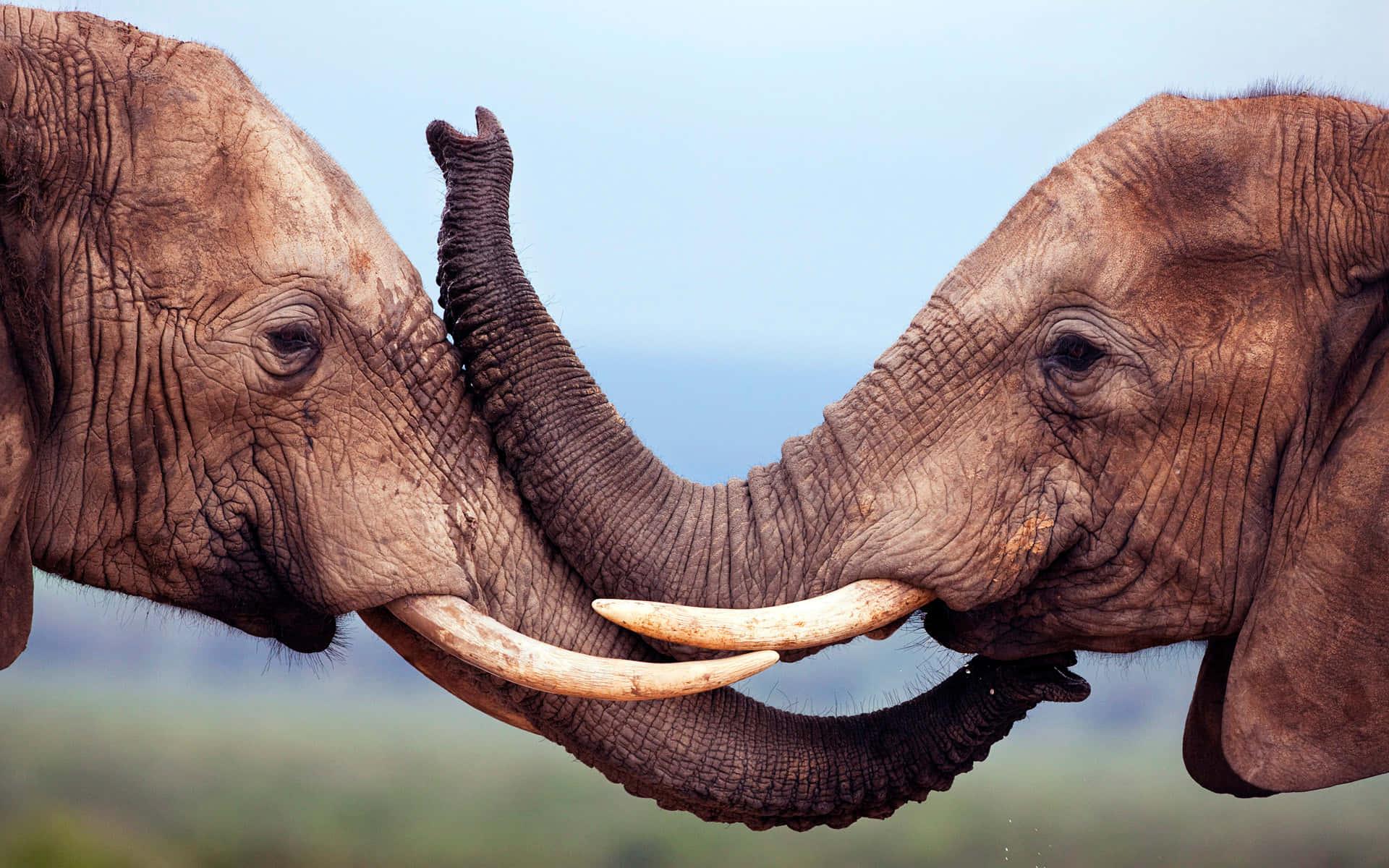 1920x1200 Download Elephant Laptop Wallpaper