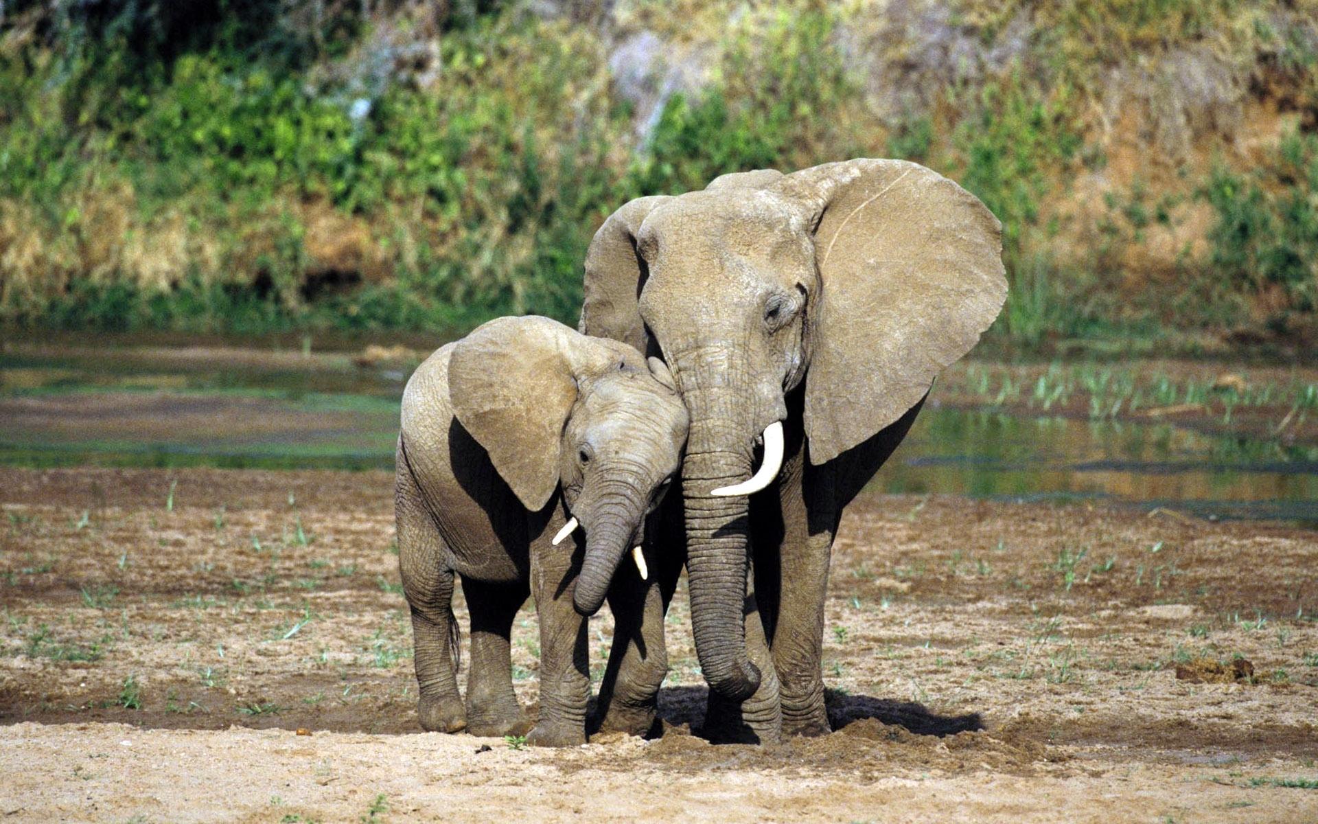 1920x1200 Download Elephants wallpaper for mobile phone, free Elephants HD picture