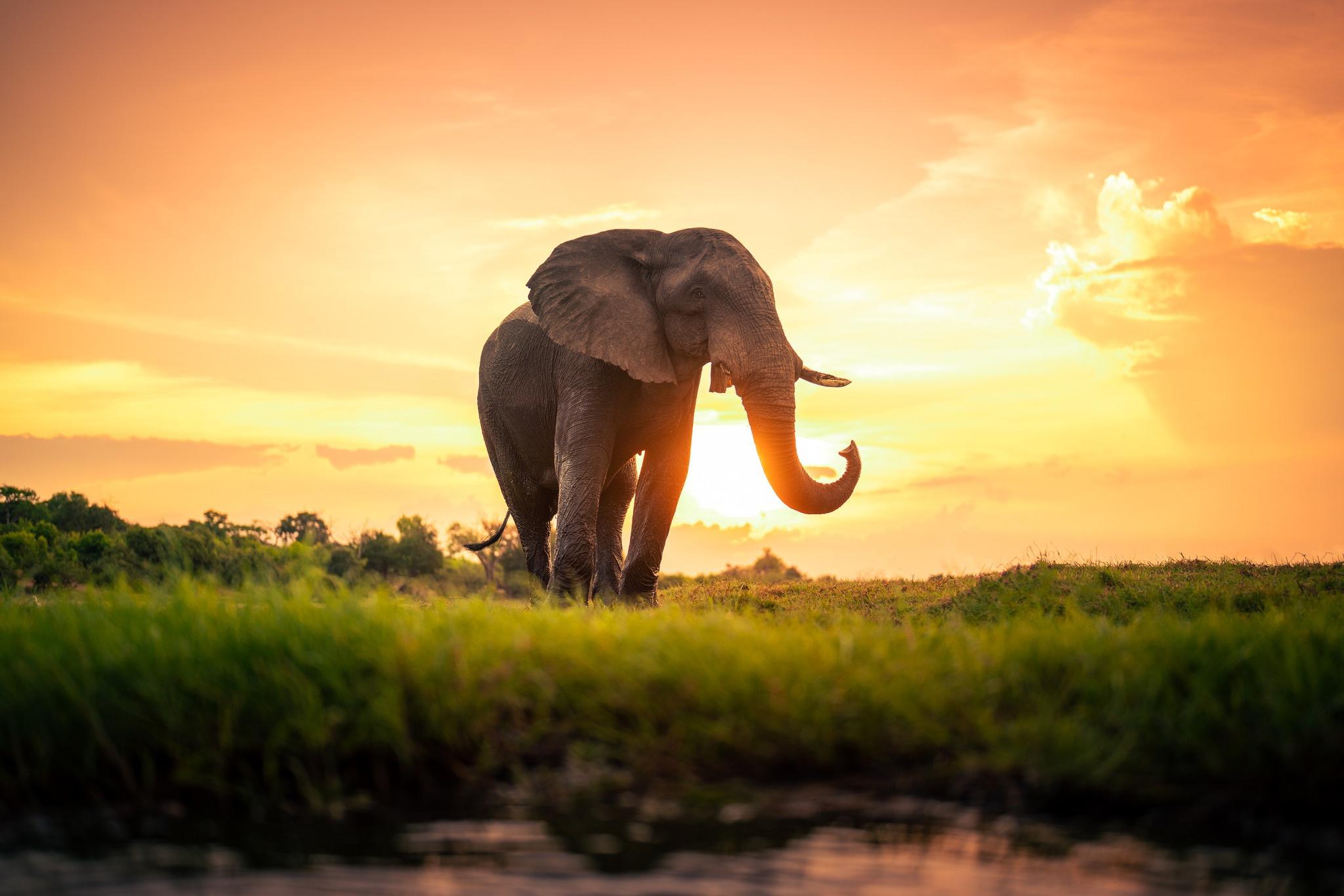 Elephant Desktop Wallpapers - Top Free Elephant Desktop Backgrounds ...