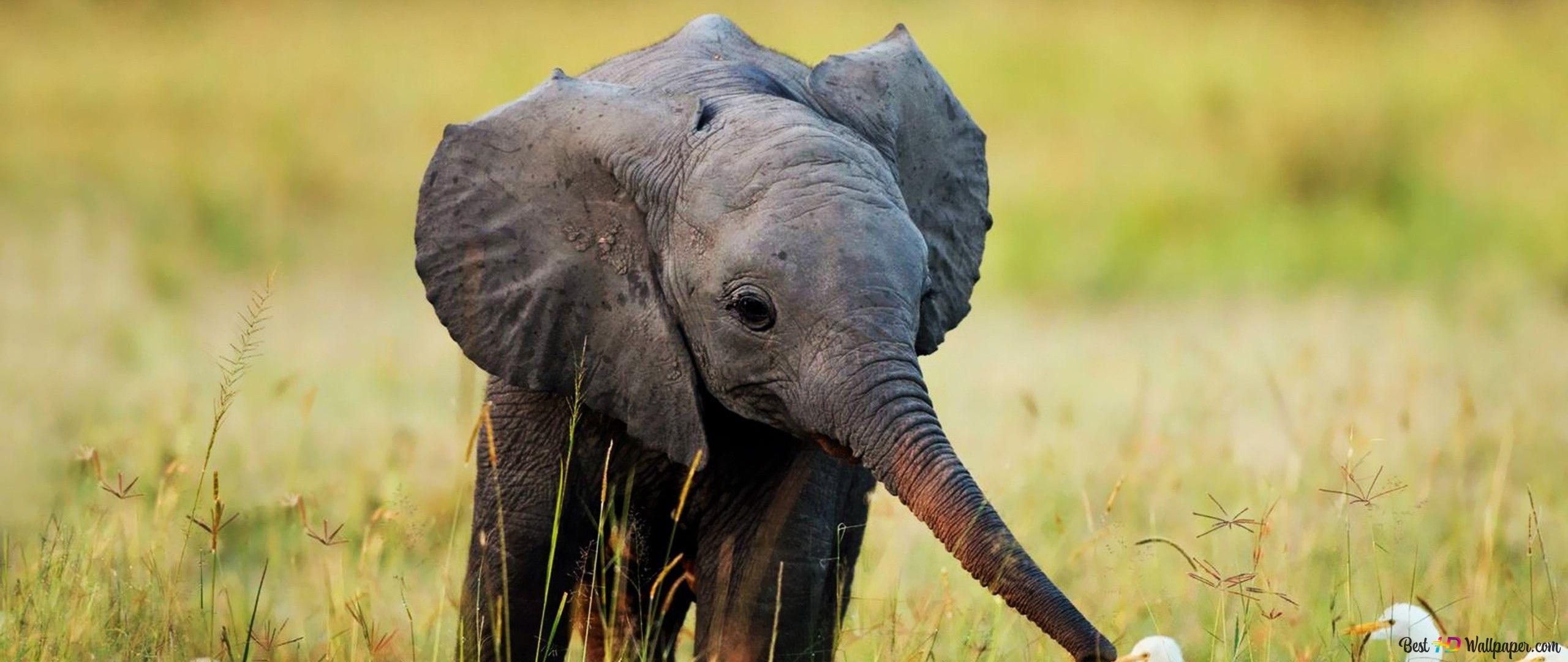 2560x1080 Baby elephant and baby white birds on the grass 2K wallpaper download