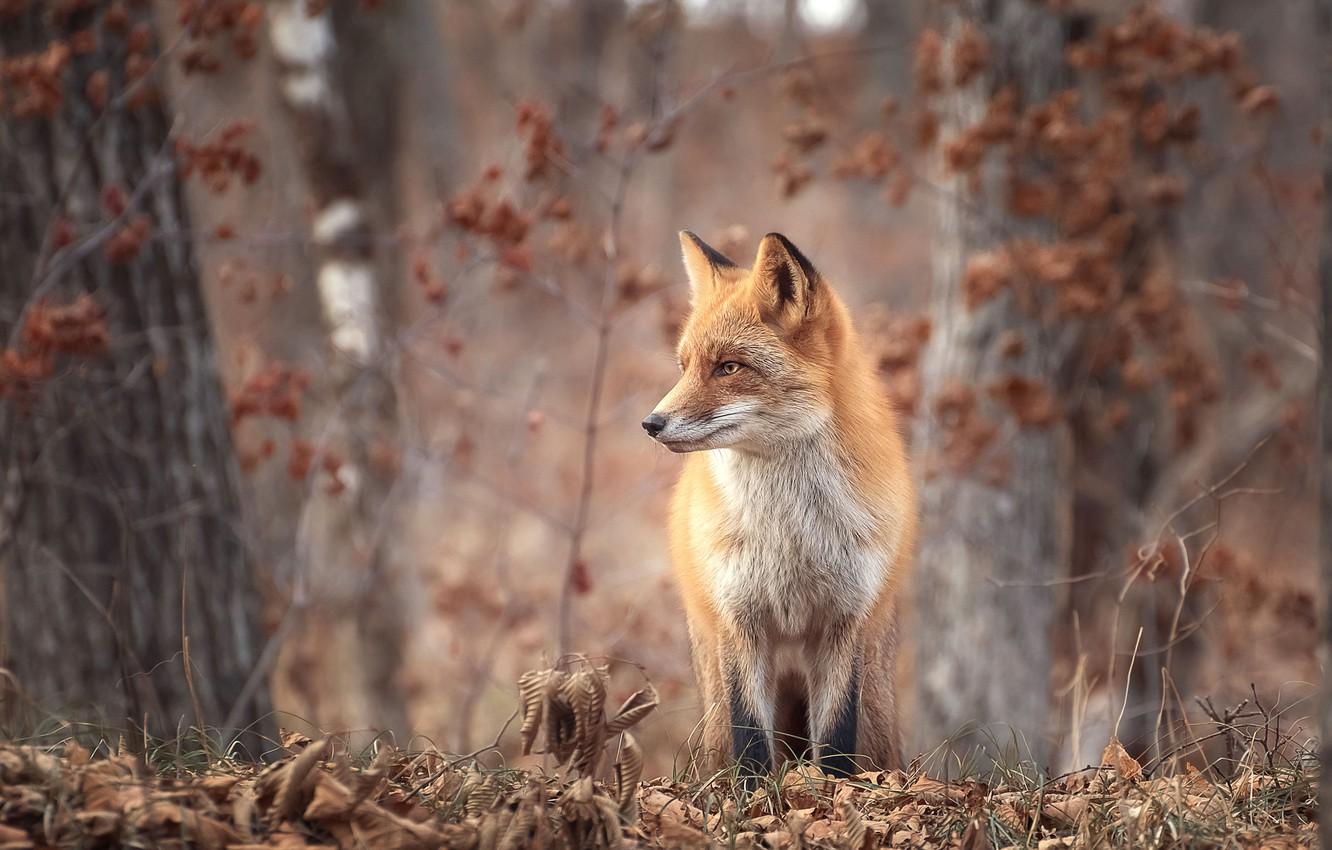 Animals Autumn Wallpapers - Top Free Animals Autumn Backgrounds