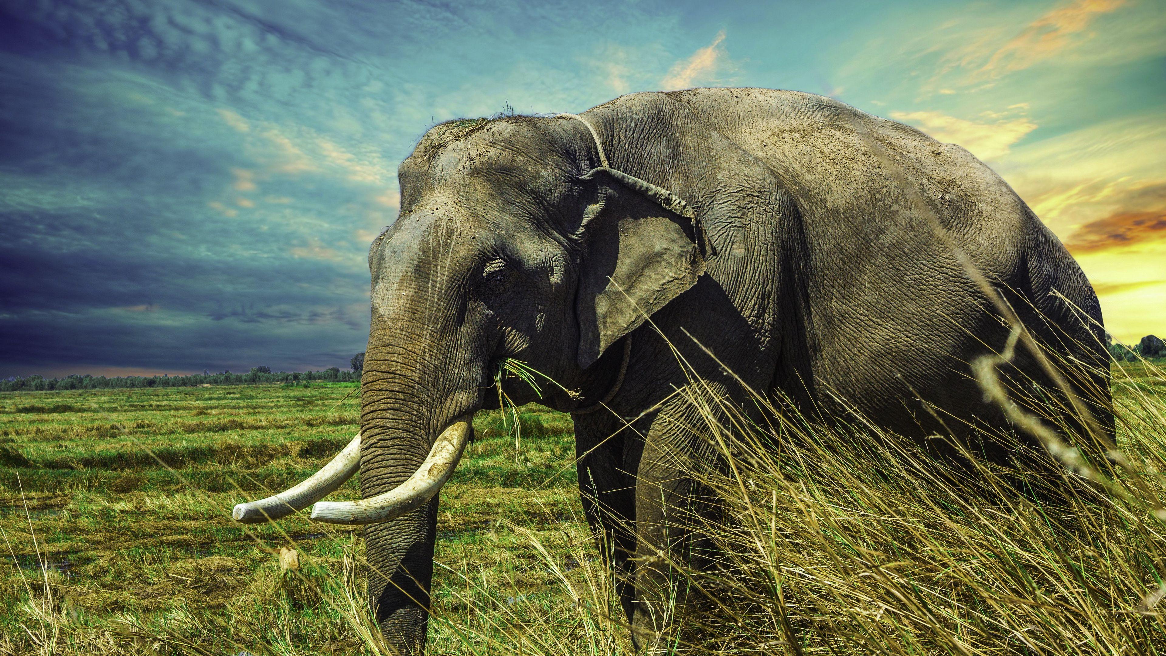 3840x2160 elephant 1080P, 2k, 4k Full HD Wallpaper, Background Free Download