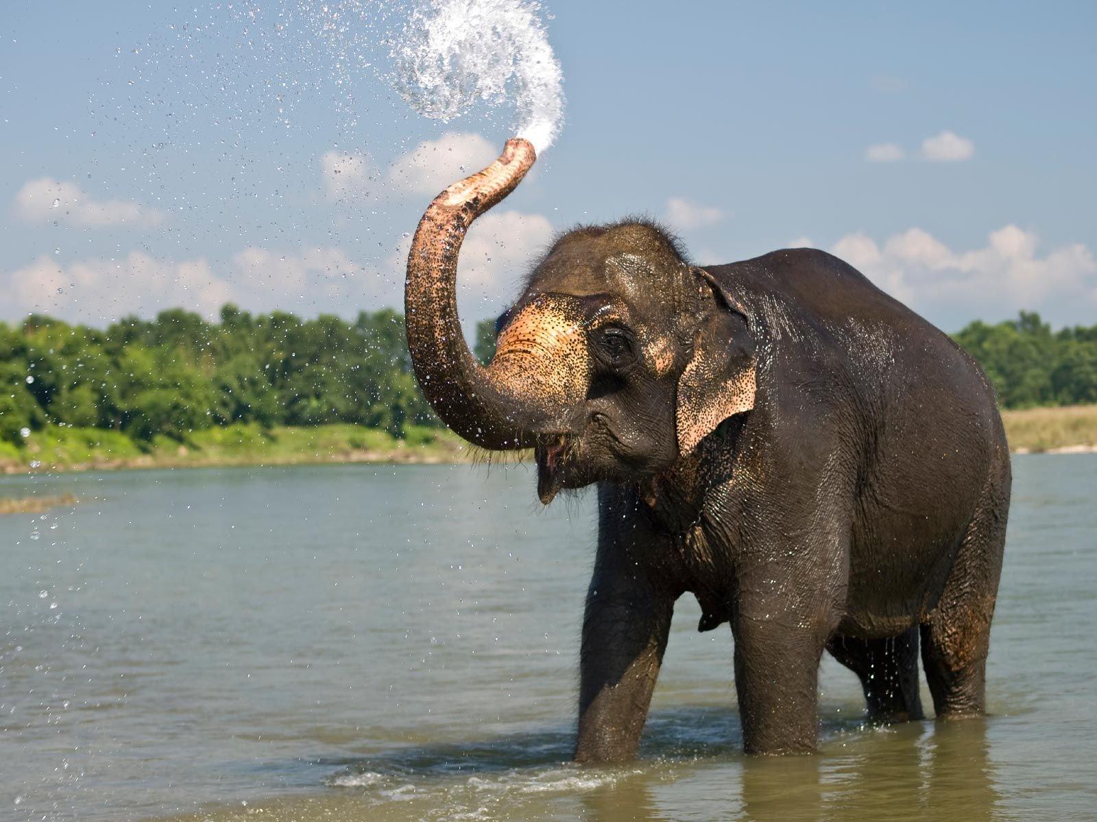 1600x1200 Asian Elephant HD Wallpaper 74028