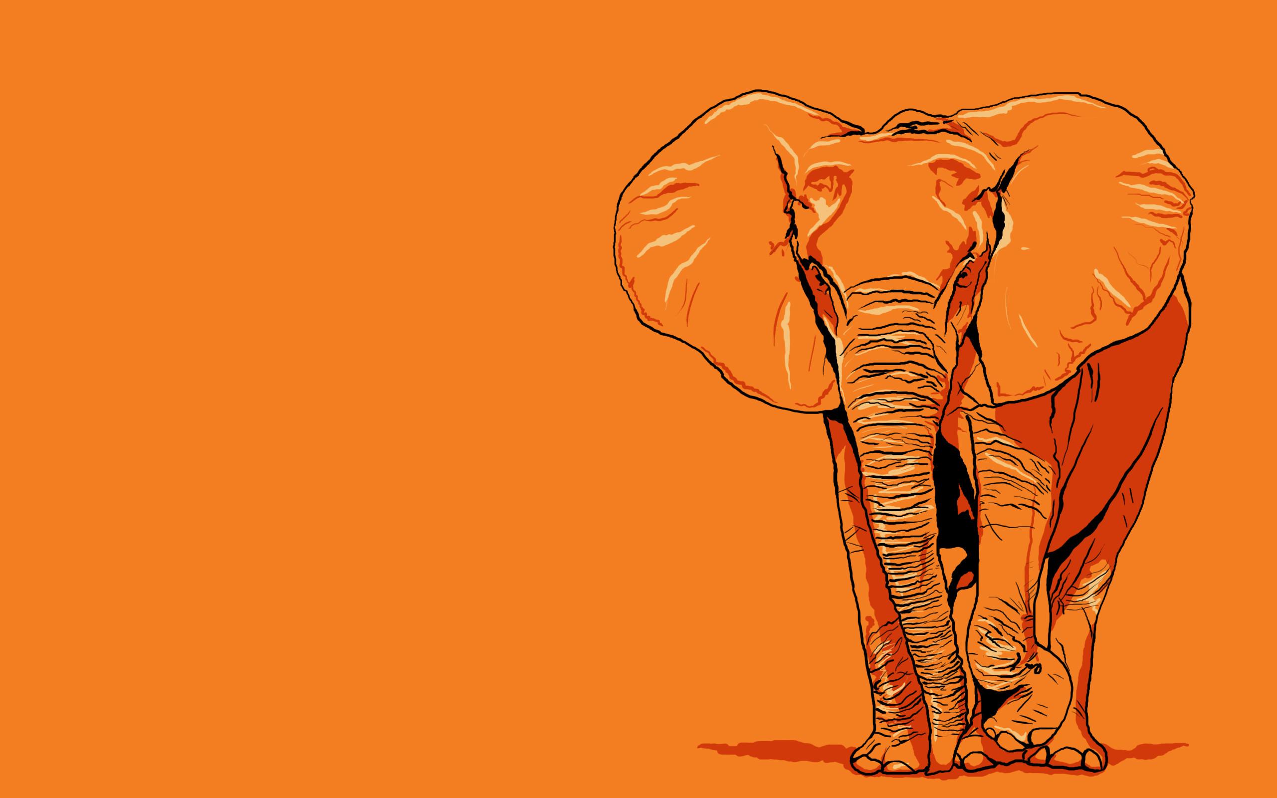 2560x1600 Chameleon elephants High Quality and Resolution desktop wallpaper Elephant BackgroundElephant WallpaperOrange