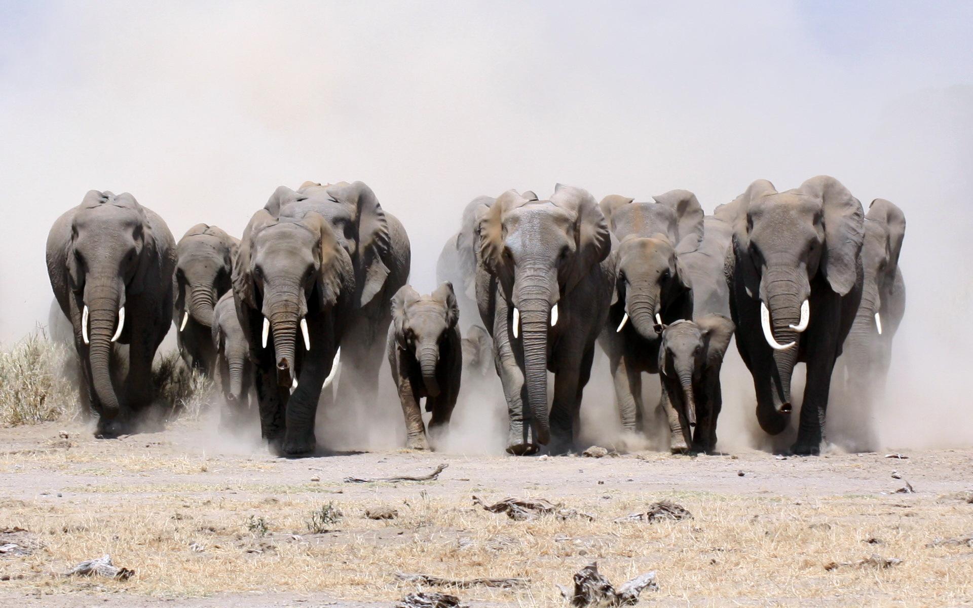 1920x1200 African bush elephant HD Wallpaper and Background