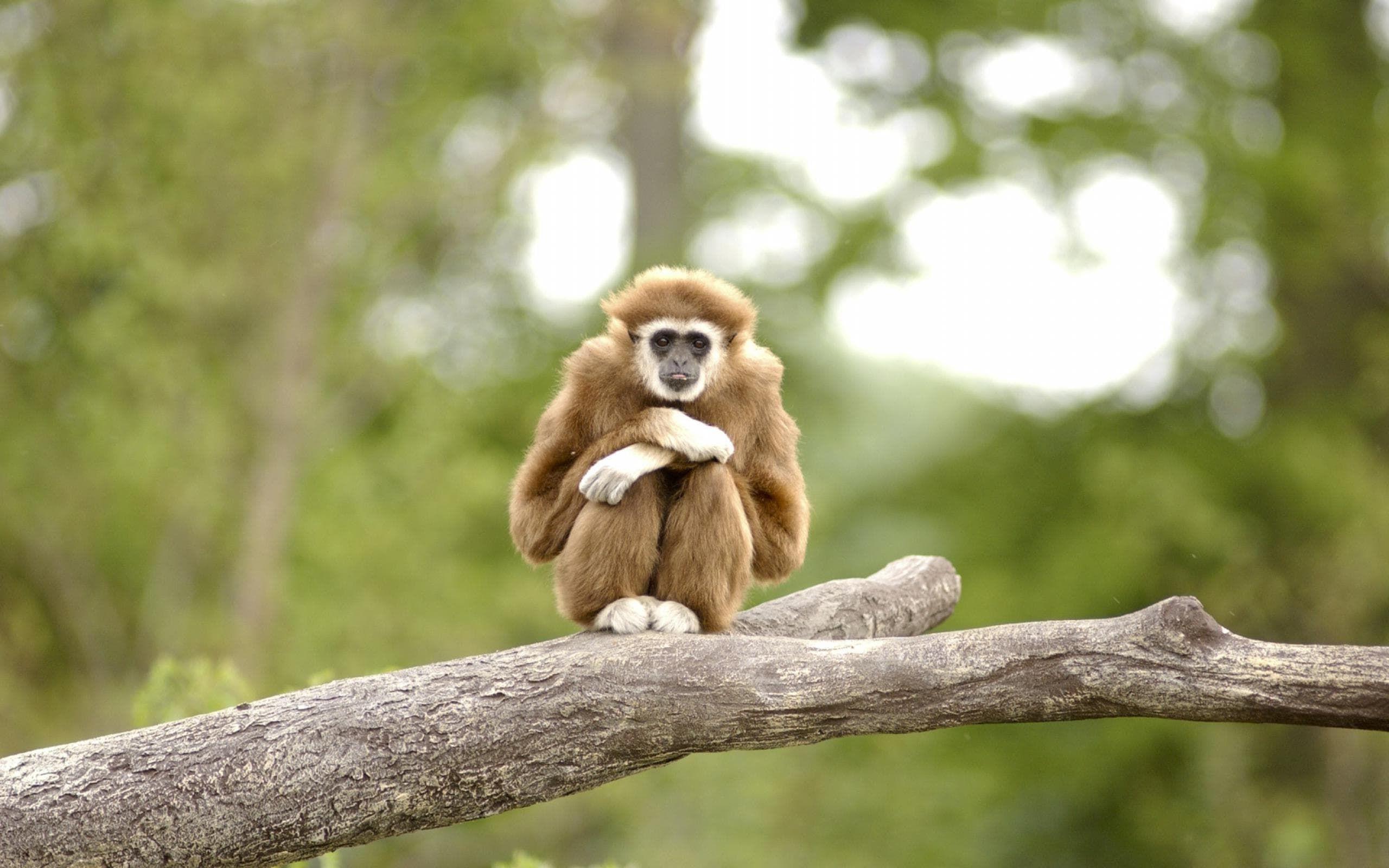 Gibbon Wallpapers - Top Free Gibbon Backgrounds - WallpaperAccess