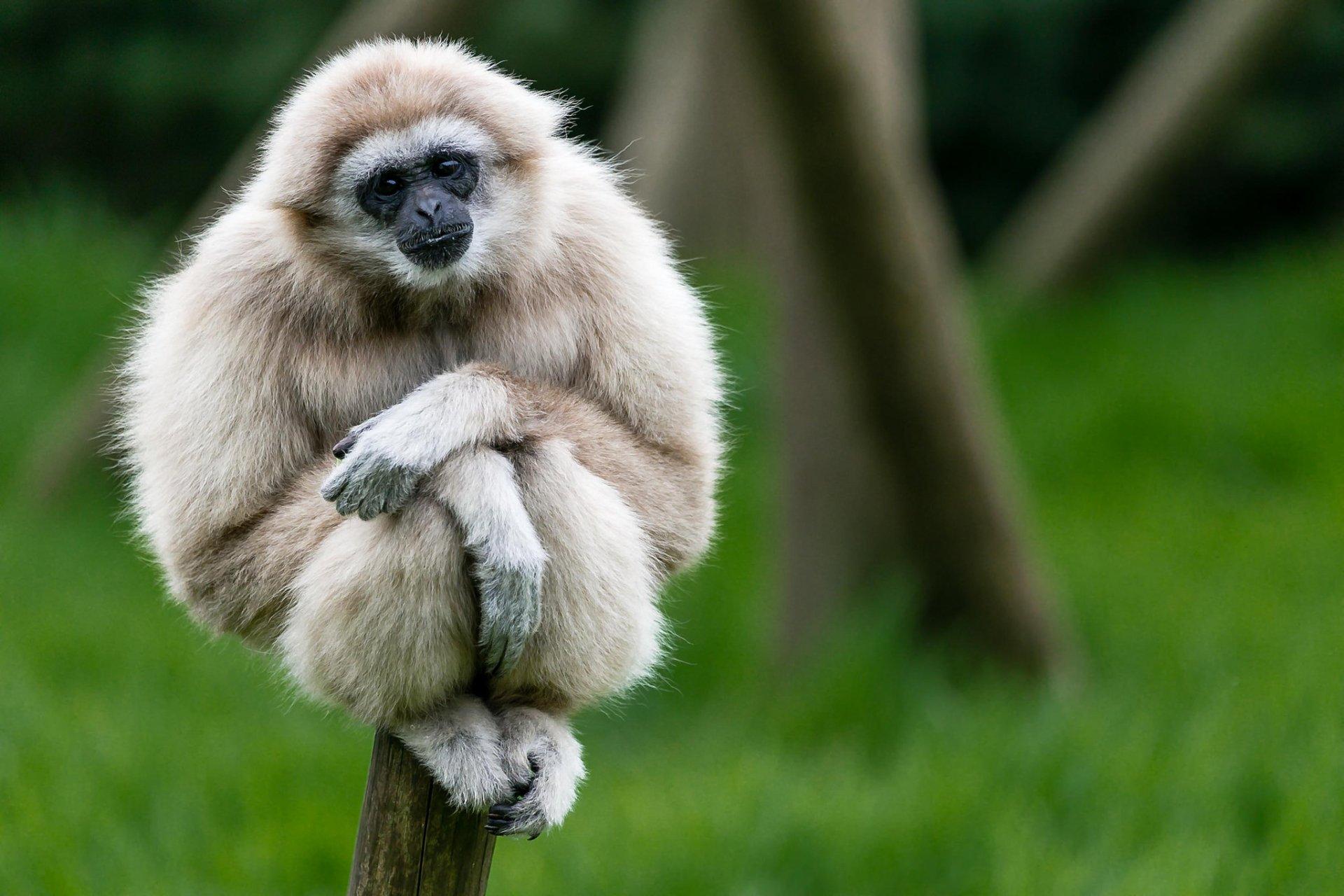 1920x1280 Gibbon Wallpaper