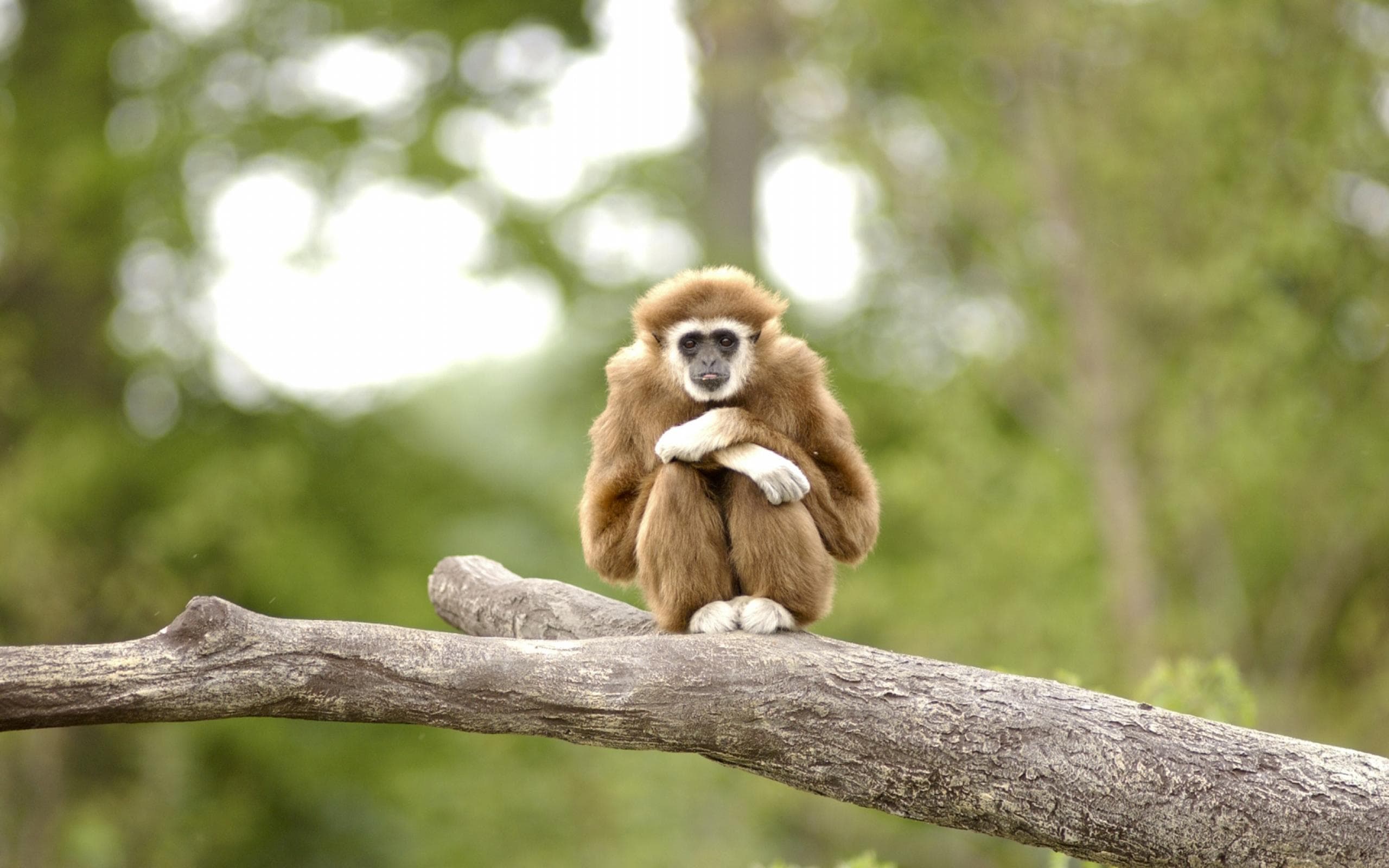 2560x1600 Lar Gibbon Primate Wallpaper