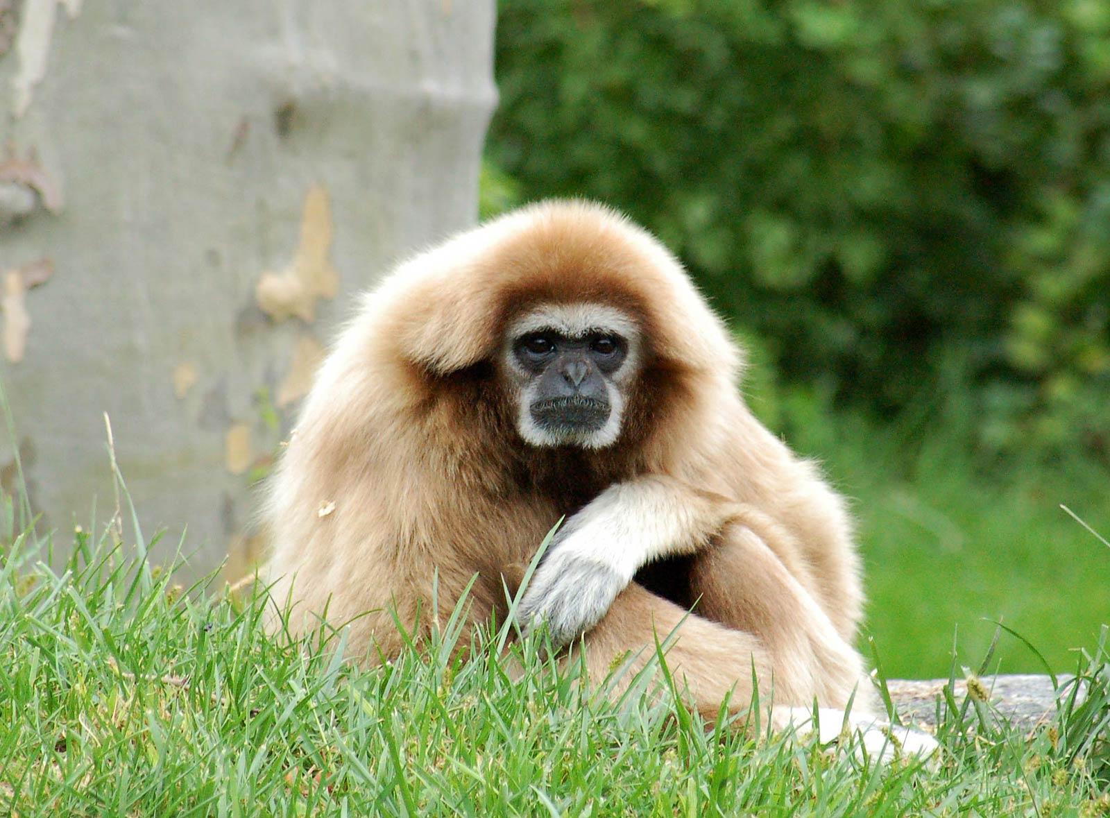 1600x1179 Gibbon Wallpaper