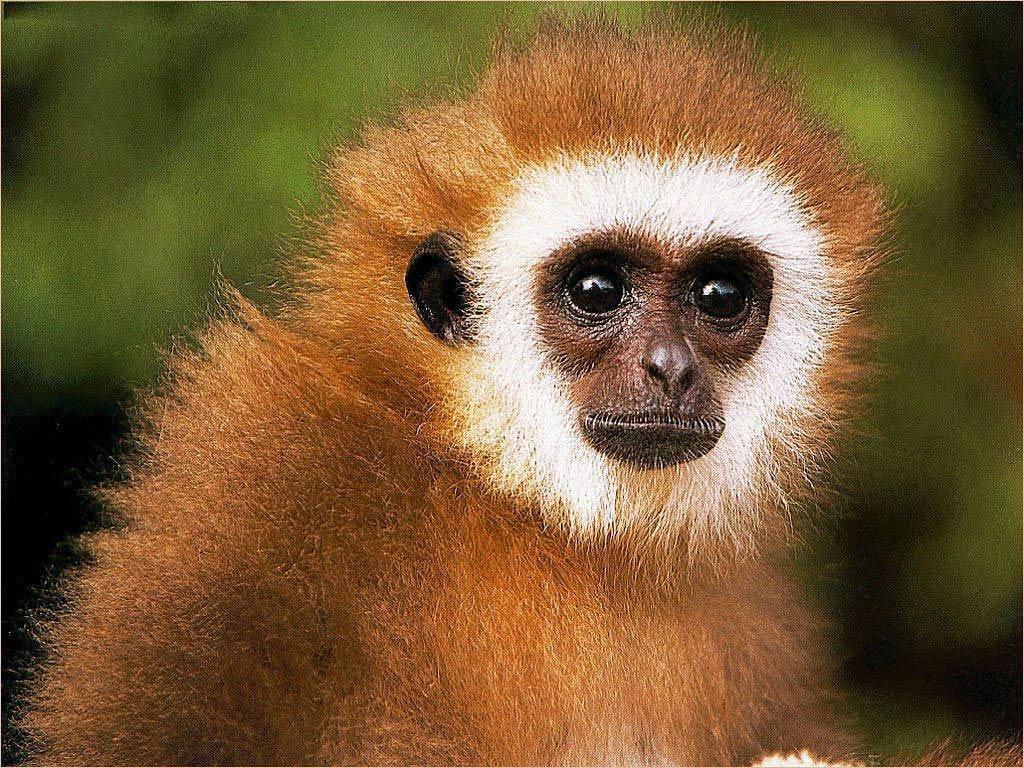 1024x768 Free Gibbon Wallpaper Downloads, Gibbon Wallpaper for FREE