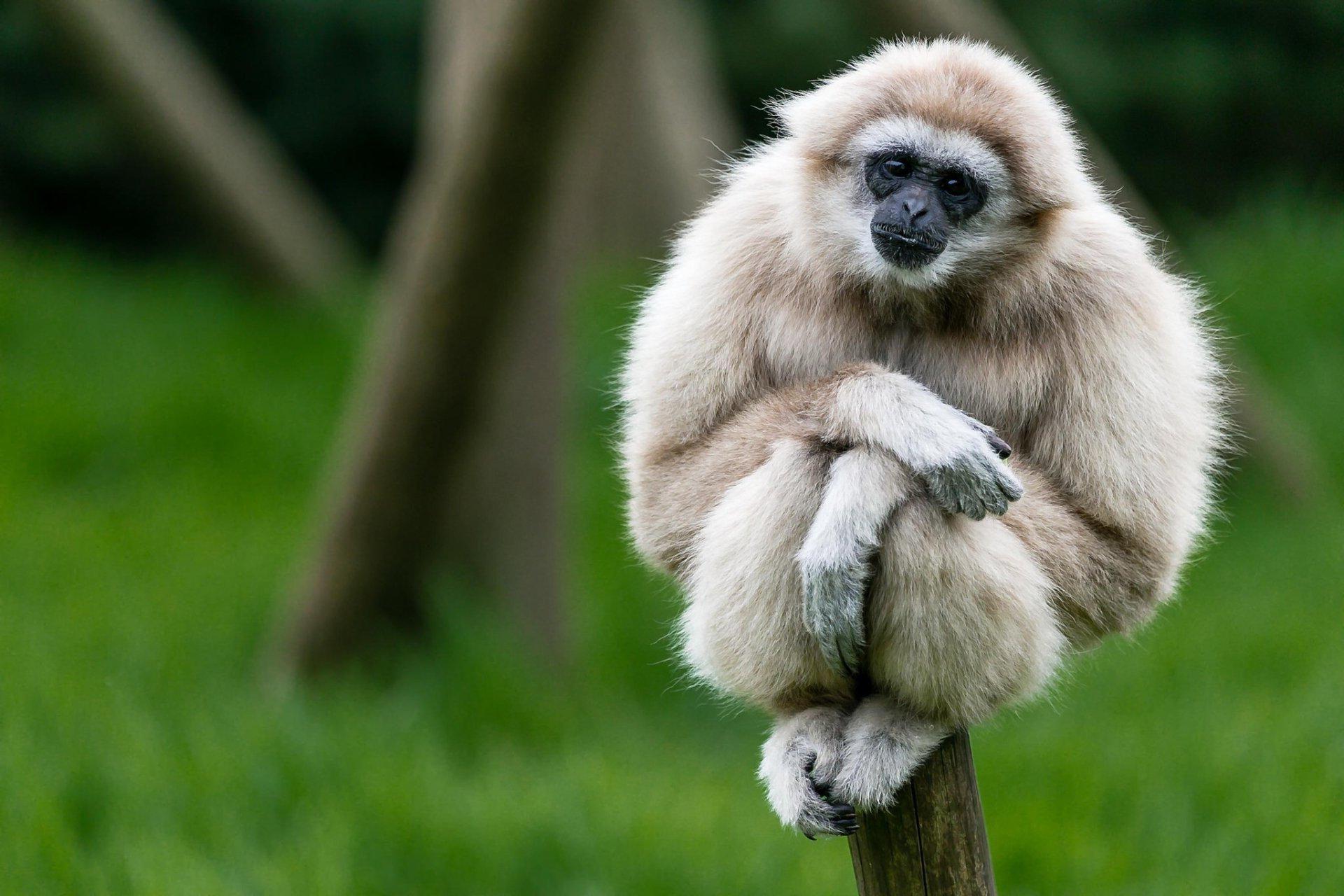 1920x1280 Gibbon Wallpaper for mobile phone, tablet, desktop computer and other devices HD and 4K wallpaper. Gibbon, Animals, Animal wallpaper