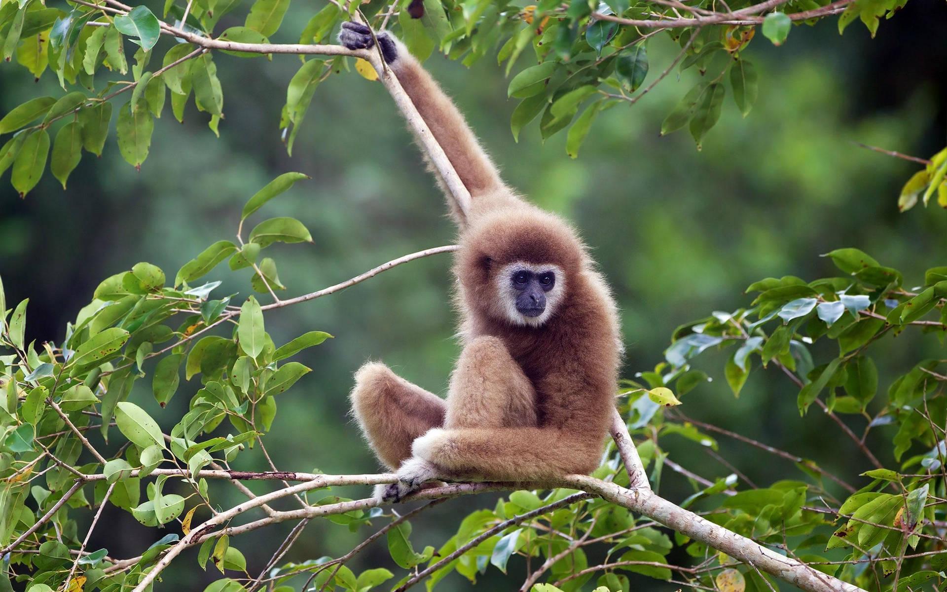 1920x1200 Free Gibbon Wallpaper Downloads, Gibbon Wallpaper for FREE