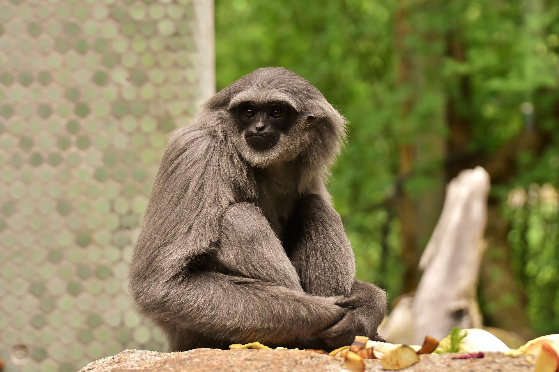 1920x1280 Monkey, Zoo, Primate, Gibbon Gallery HD Wallpaper