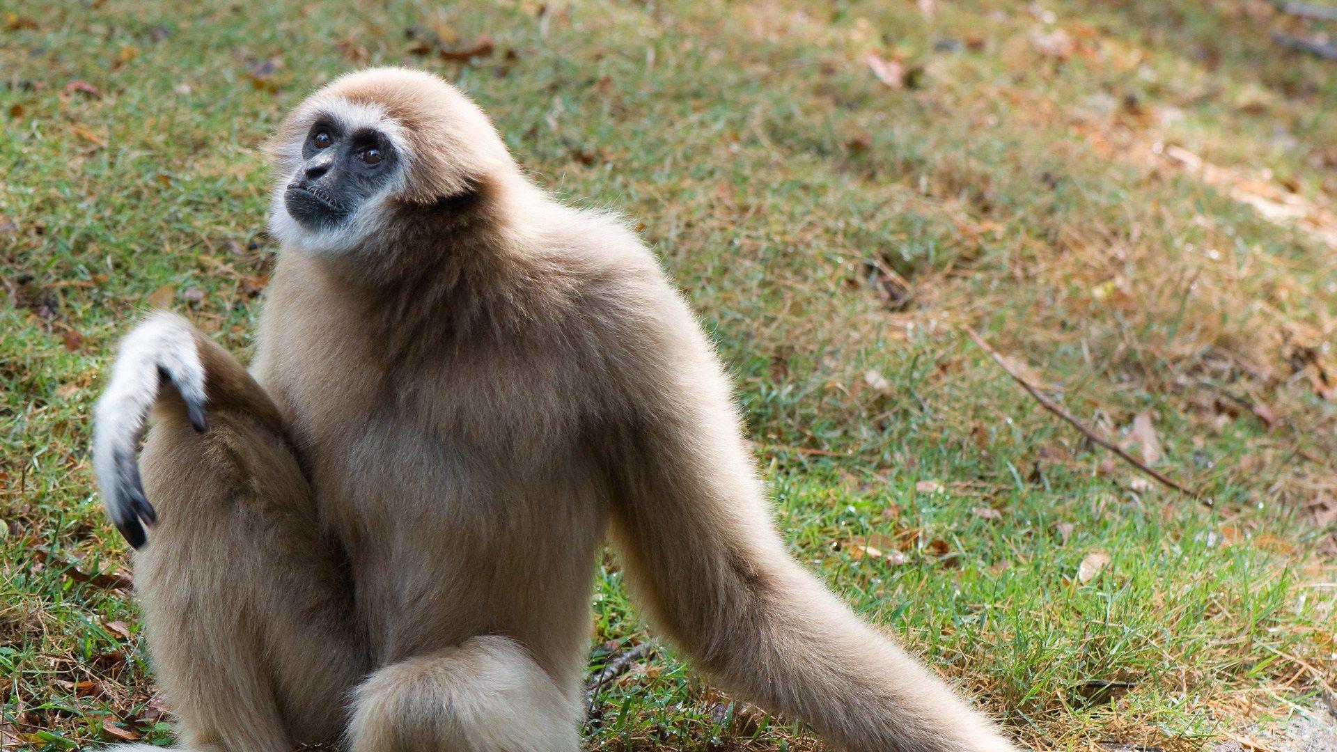 Gibbon Images  Free Download on Freepik