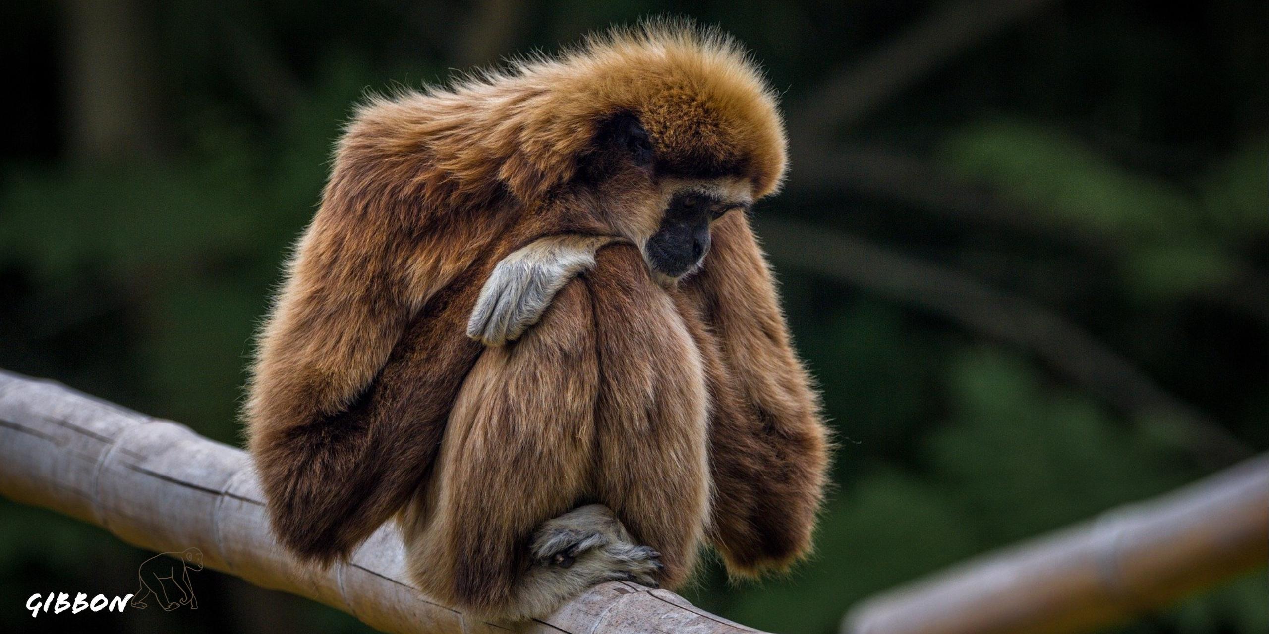 2560x1280 Gibbon Monkey HD Wallpaper