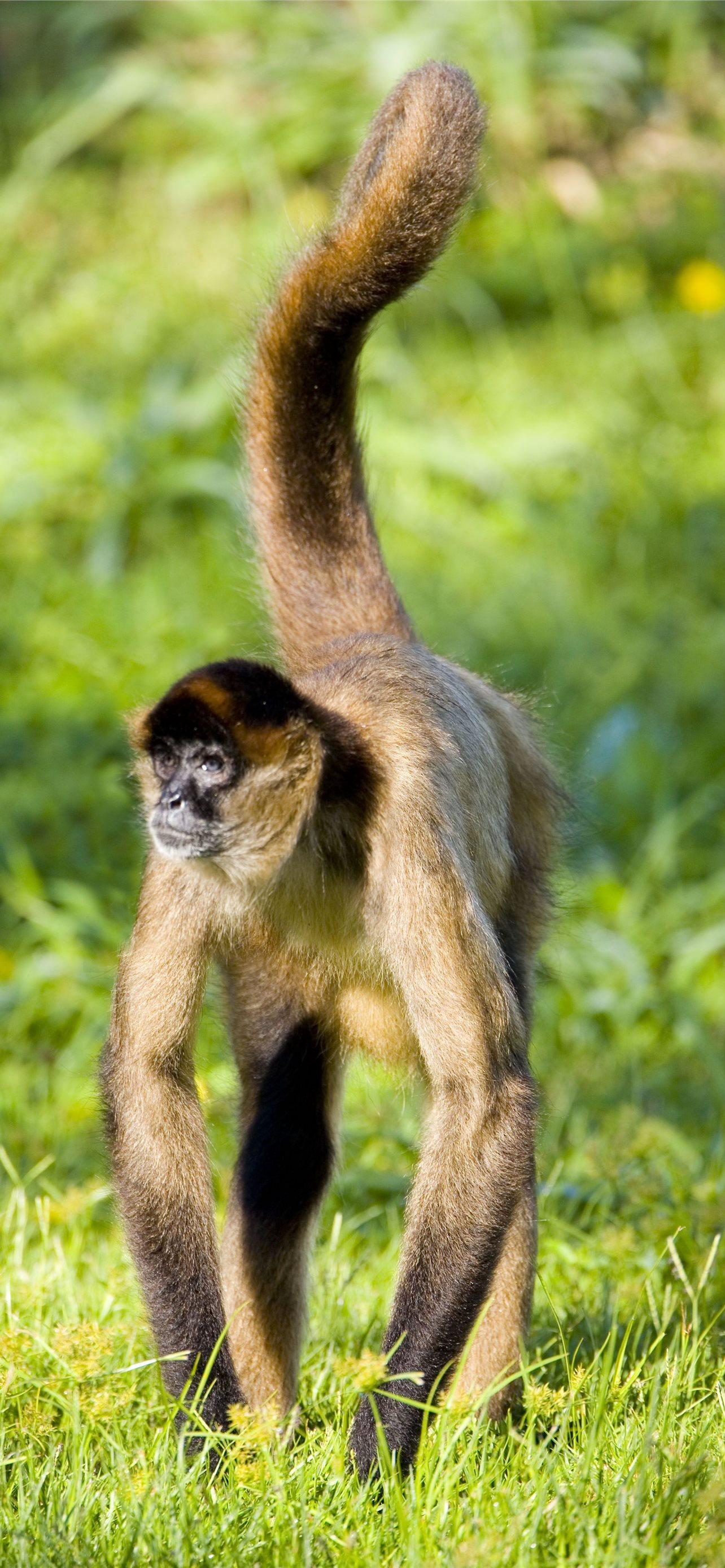 1284x2778 gibbon iPhone Wallpaper Free Download