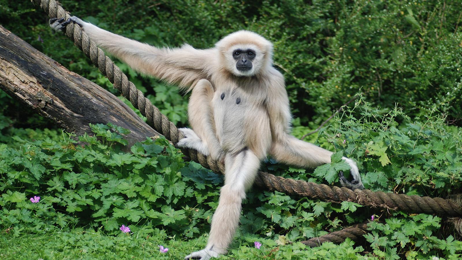 1600x900 White Handed Gibbon