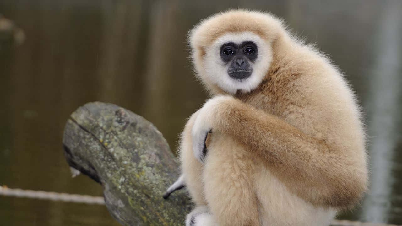 Free Stock Photo of White handed gibbon  Hylobates Lar  Download Free  Images and Free Illustrations