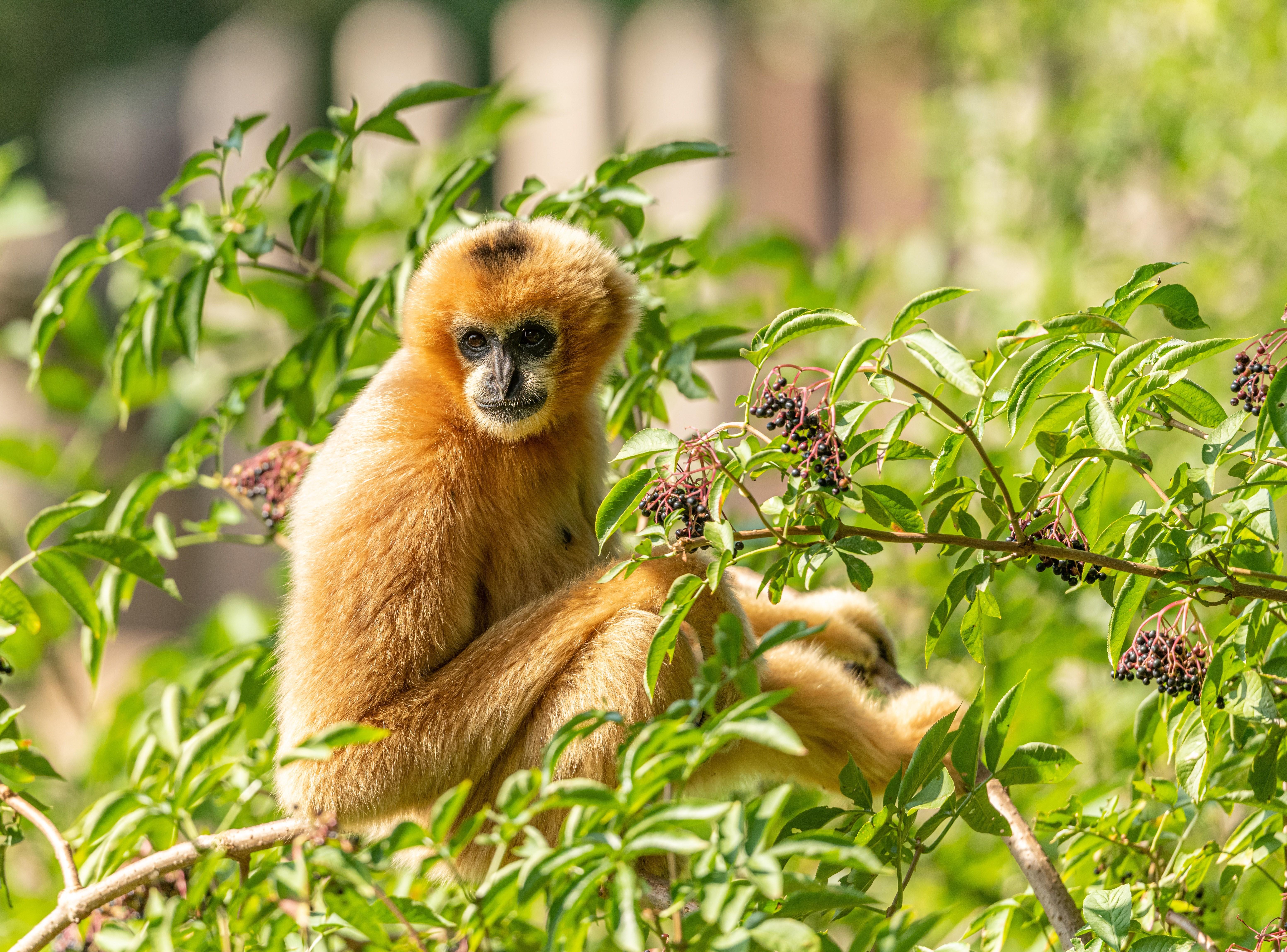 6214x4598 4K, 5K, 6K, Yellow Cheeked Crested Gibbon, Monkeys, Branches, Glance Gallery HD Wallpaper