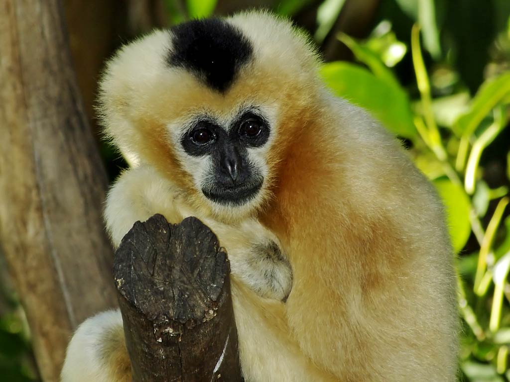 1024x768 Gibbon Wallpaper and background
