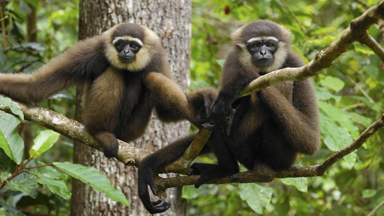 1244x700 Animals Indonesia National Park gibbons wallpaperx1080