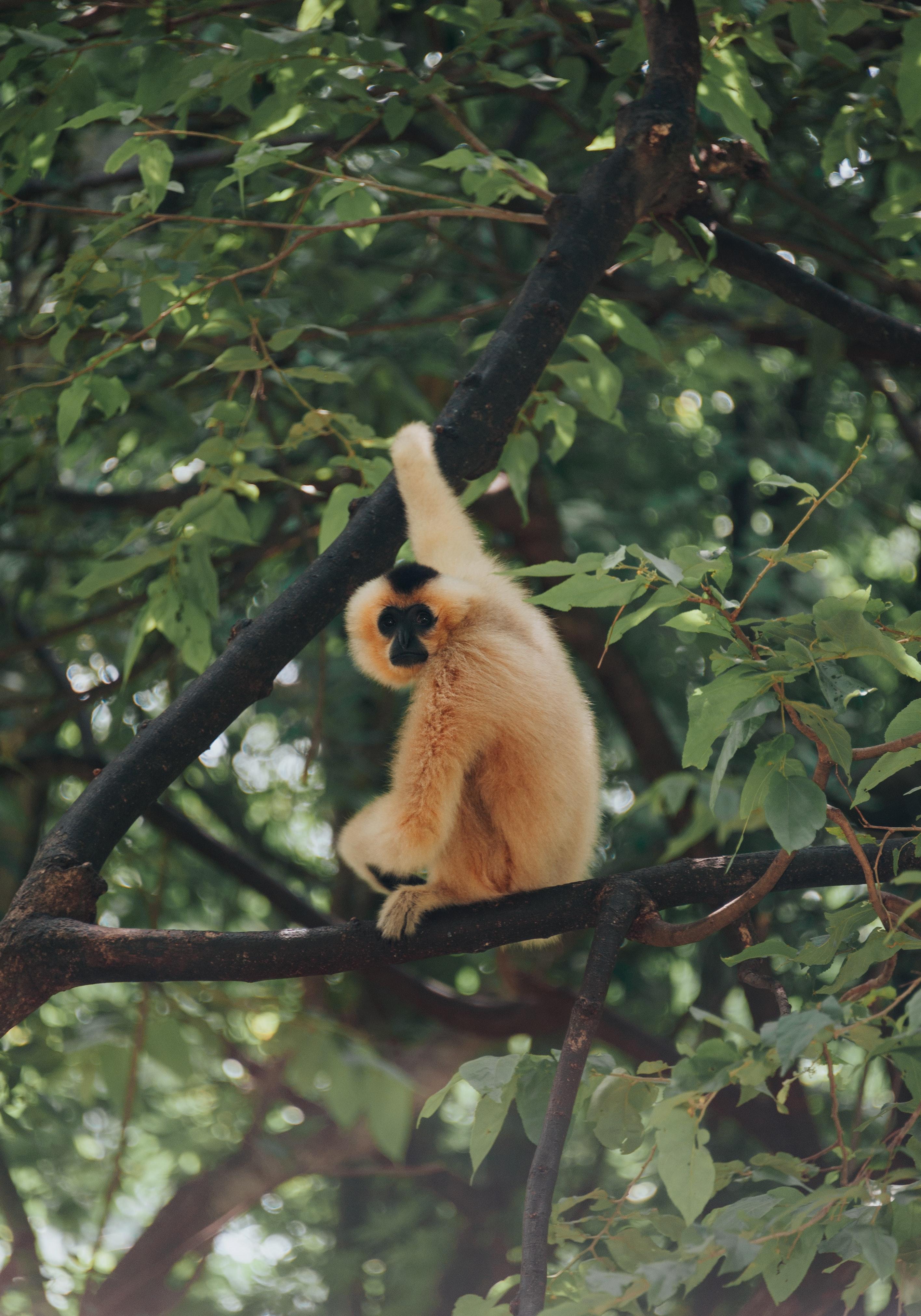 2832x4048 Free Image : vertebrate, primate, gibbon, organism, terrestrial animal, adaptation, jungle, macaque, plant, wildlife, fawn, tail 2832x4048 Min