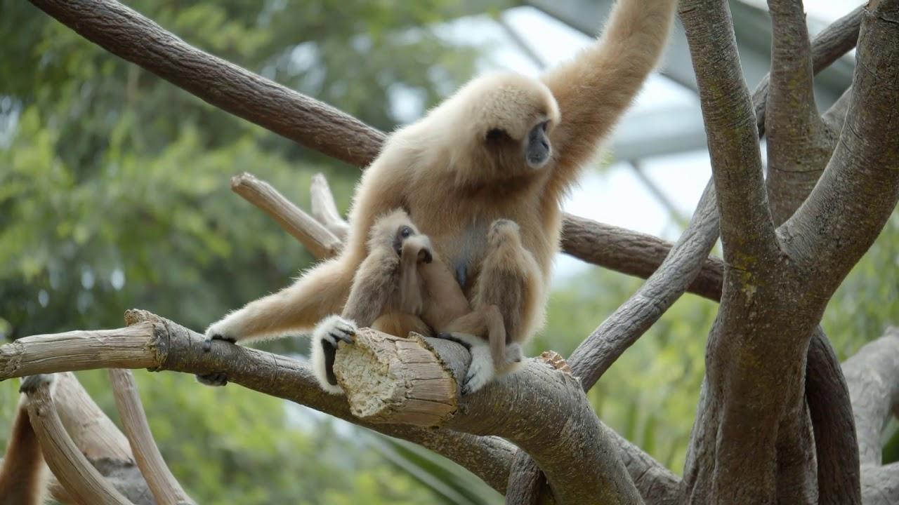 1280x720 gibbon with baby monkey in tree 4k wildlife close up