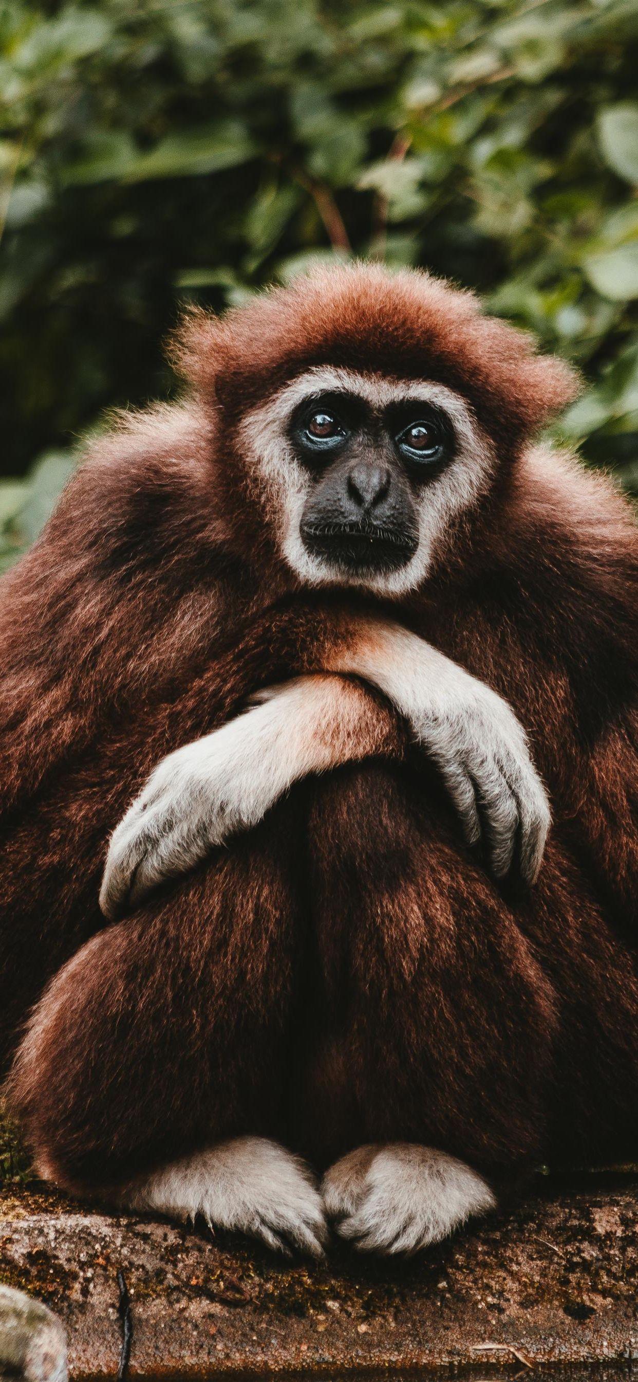 1242x2688 Gibbon Wallpaper for mobile phone, tablet, desktop computer and other devices HD and 4K wallpaper. Gibbon, Wallpaper for mobile phones, Wallpaper