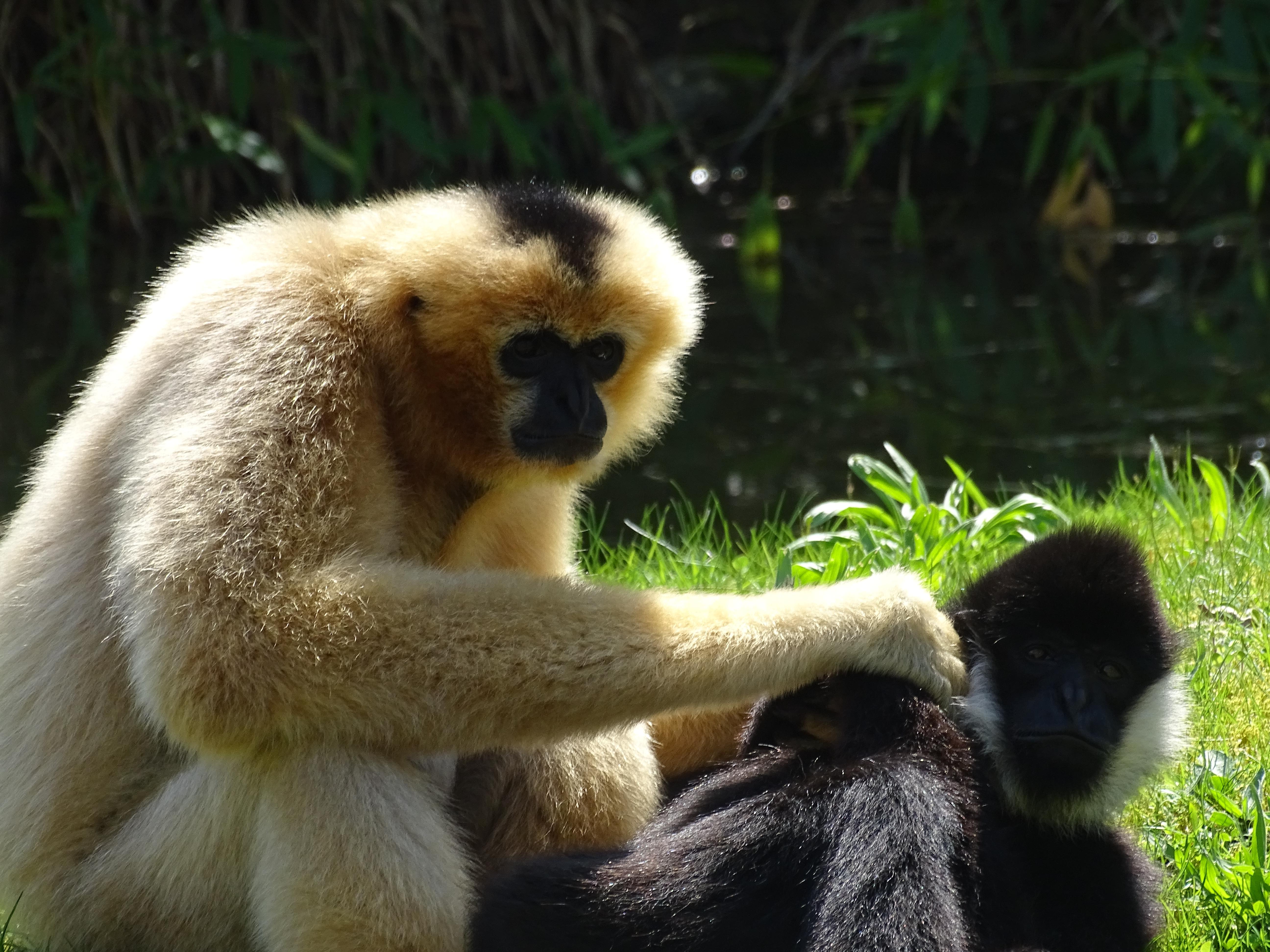 5184x3888 Planckendael Zoo Northern White Cheeked Gibbon