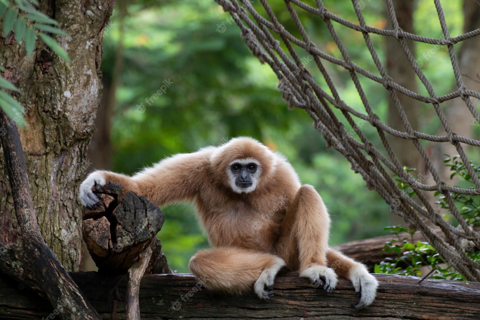2000x1333 Gibbon Image