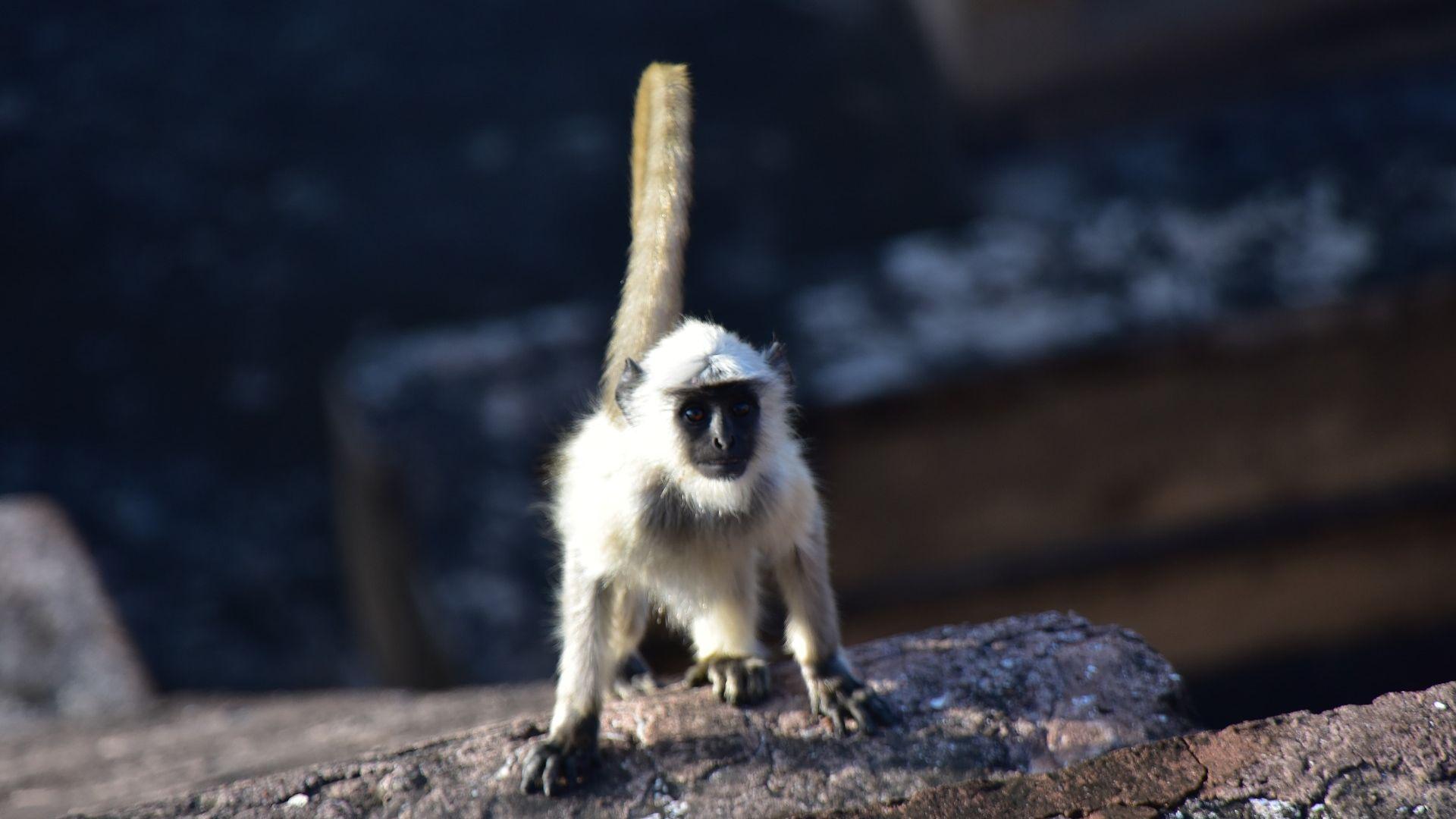 1920x1080 Desktop Wallpaper Indian, Black Head Monkey, Animal, HD Image, Picture, Background, Krx6ks