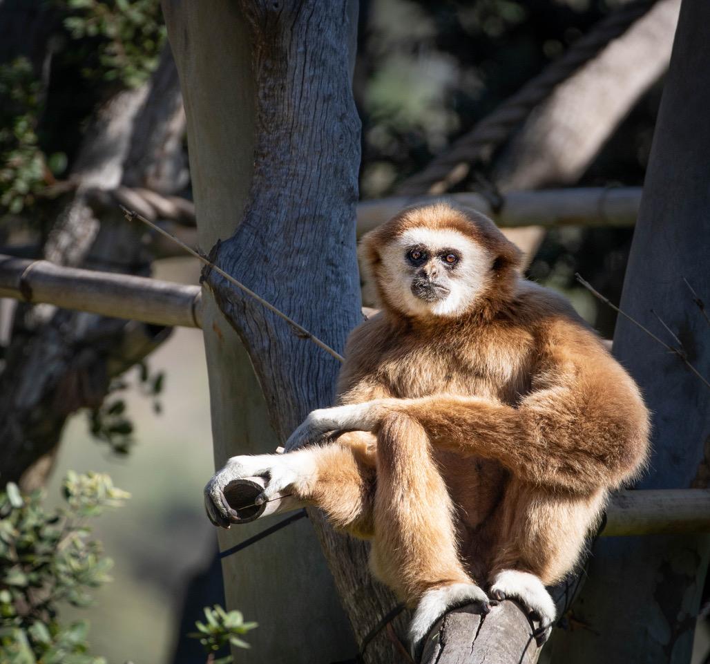 1028x961 Santa Barbara Zoo Welcomes New White Handed Gibbon. News Channel 3 12