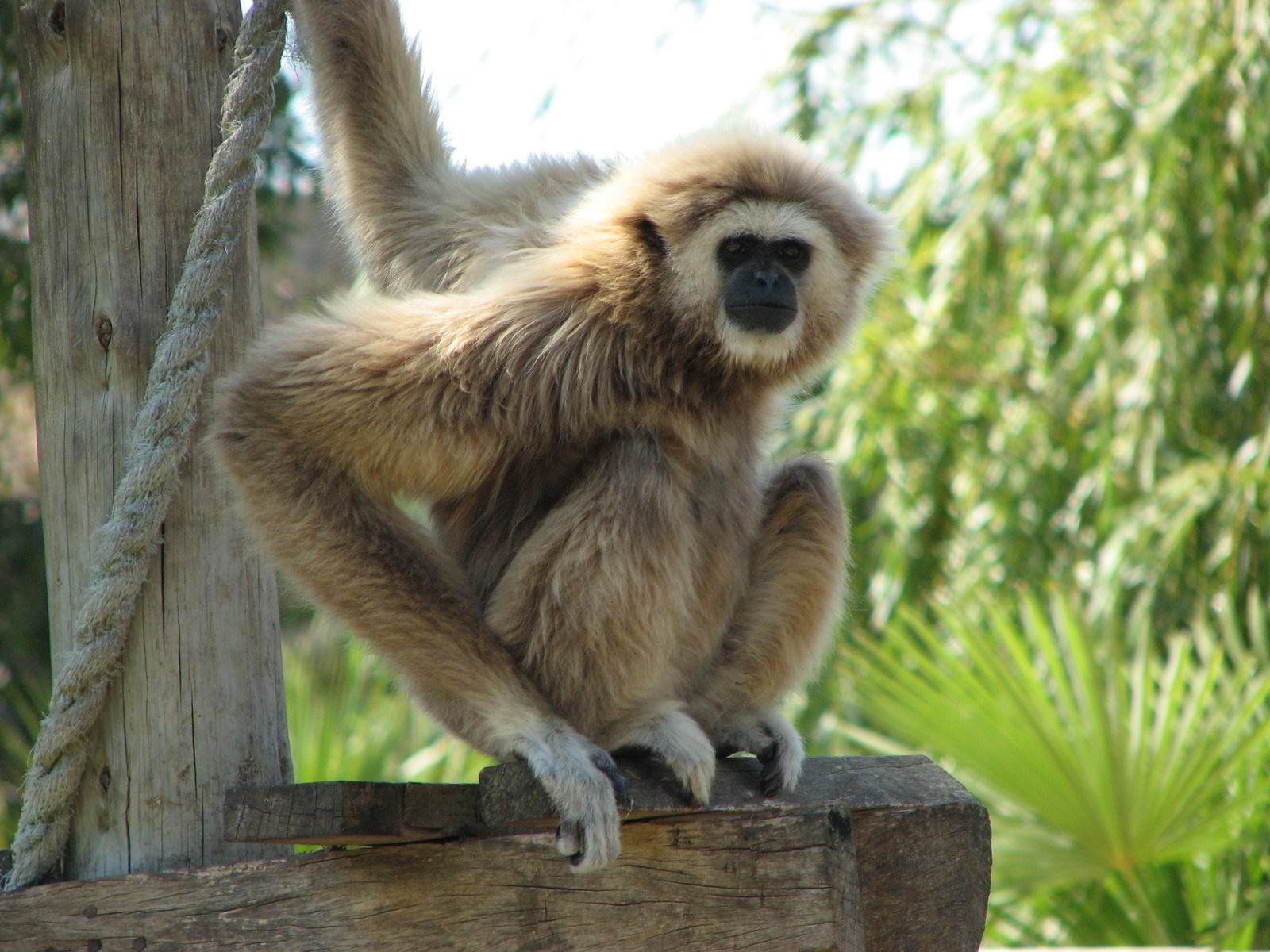 1600x1200 Photos of Gibbons (Family Hylobatidae) · iNaturalist