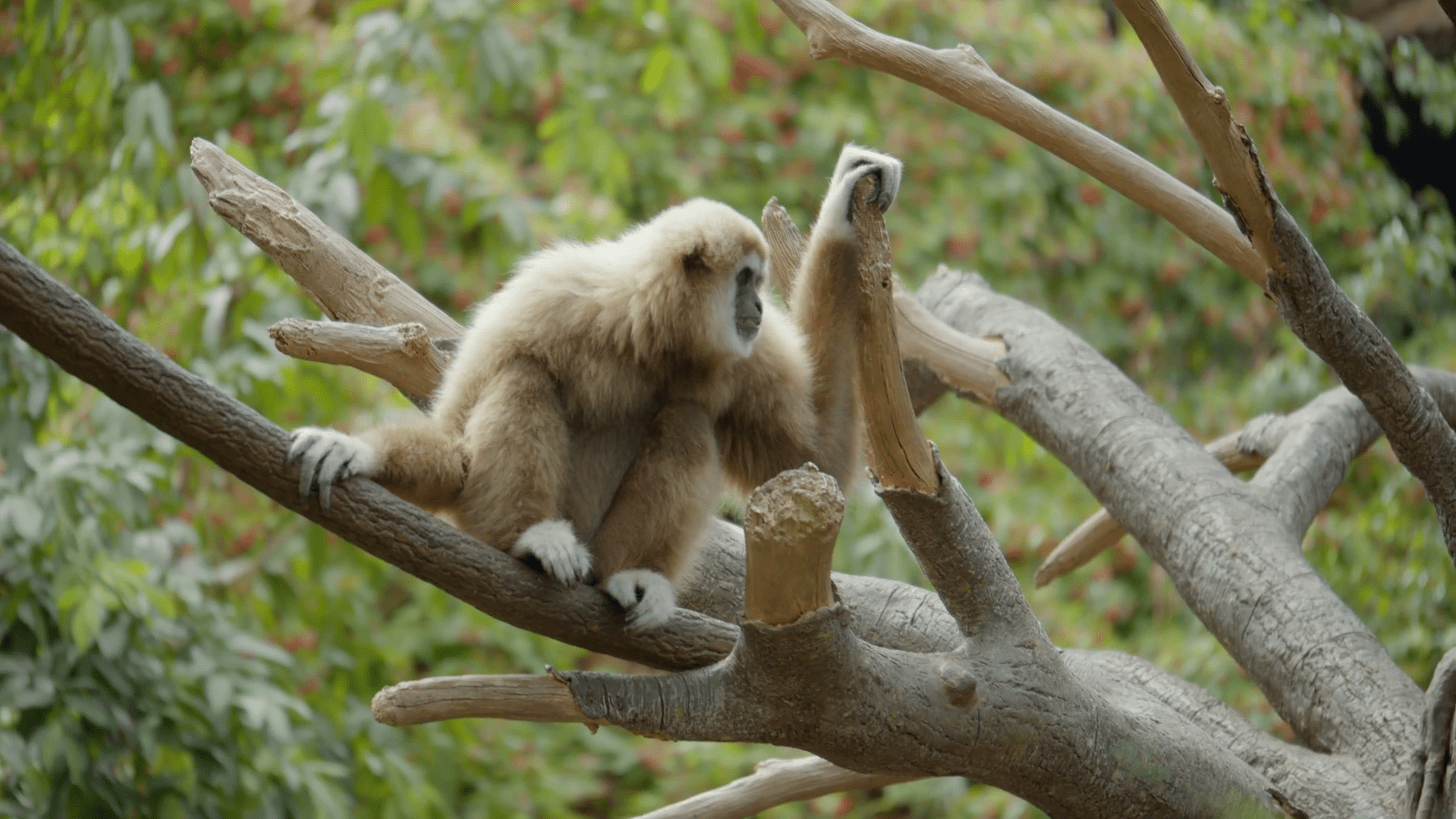 1920x1080 Gibbon Sitting In Tree 4k Wildlife Close Up Stock Footage SBV 337831265