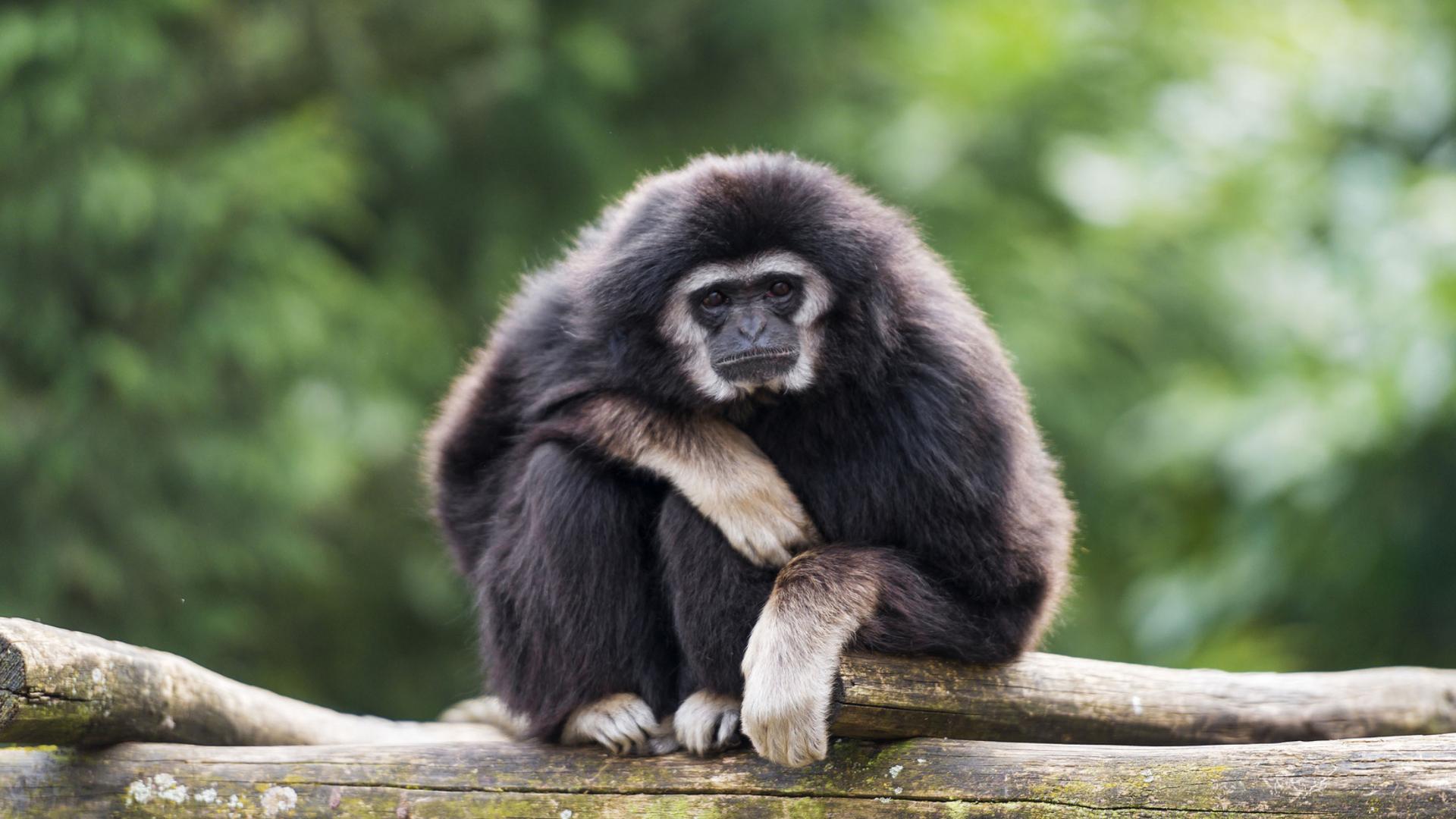 1920x1080 Gibbon Primate Wallpaper for Deskx1080 Full HD