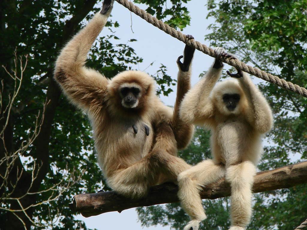 1024x768 Gibbon Desktop and Mobile Wallpaper