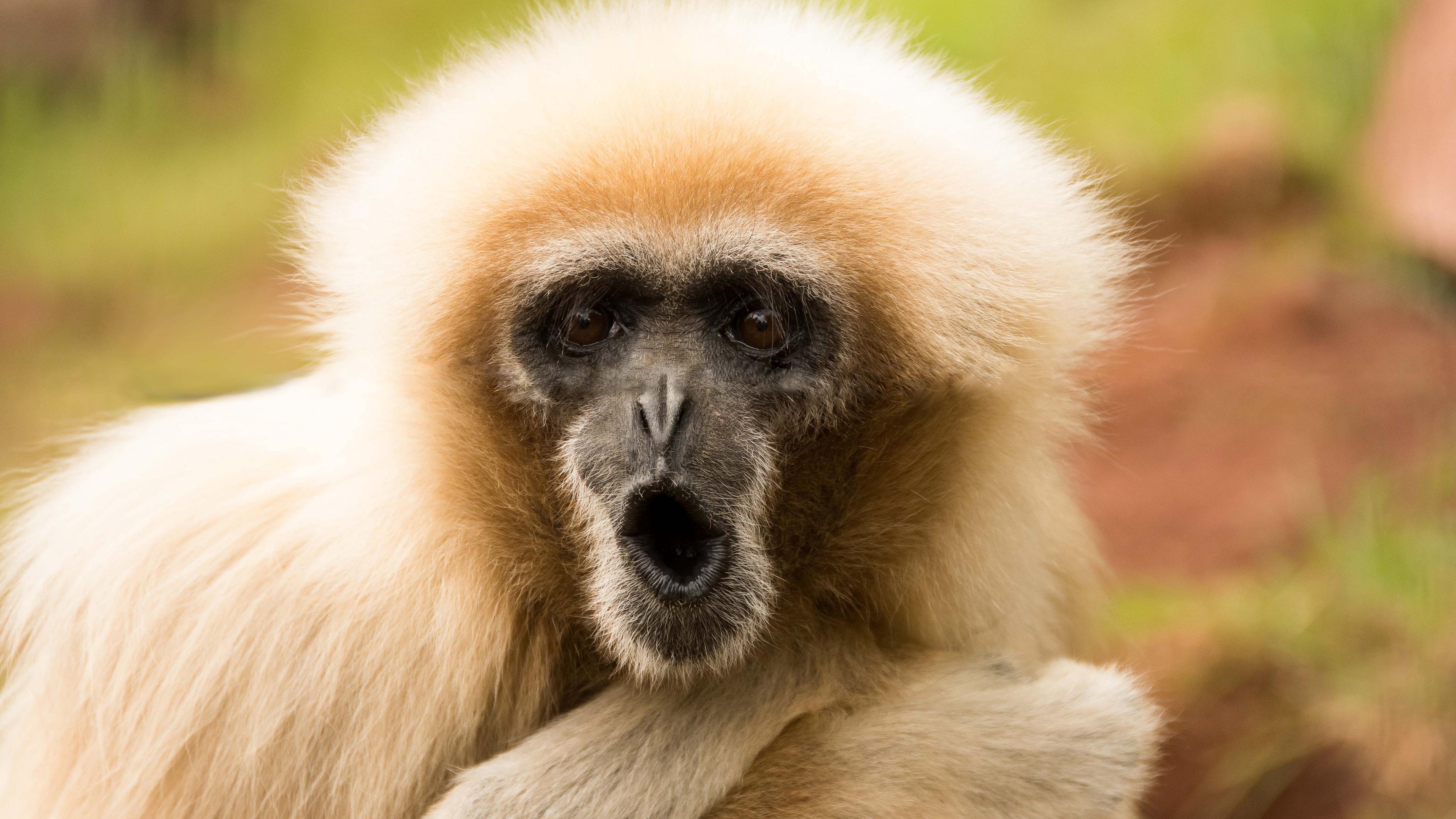 3840x2160 Wallpaper 4k monkey, face, emotion 4k Wallpaper