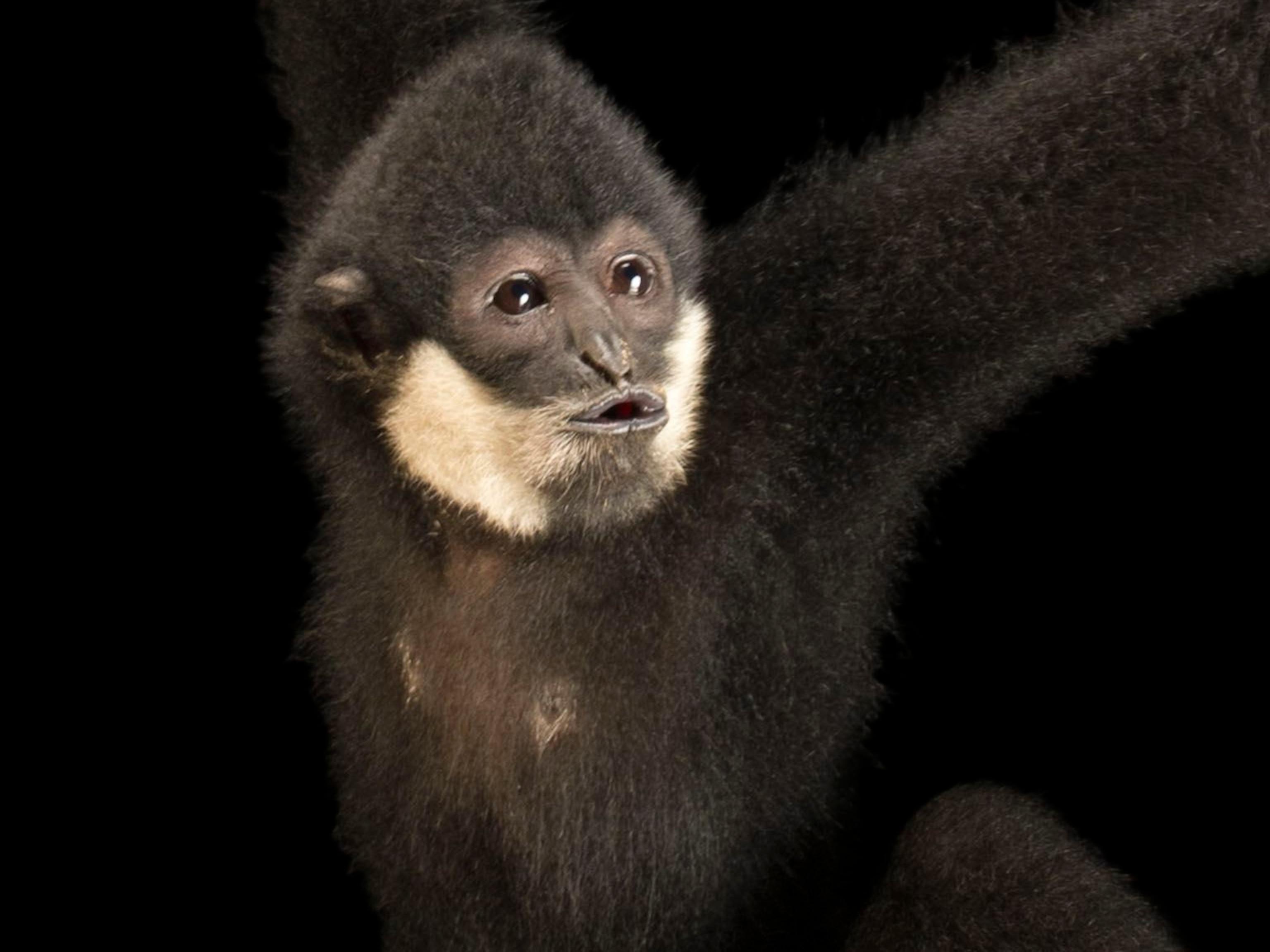 3072x2304 Gibbons