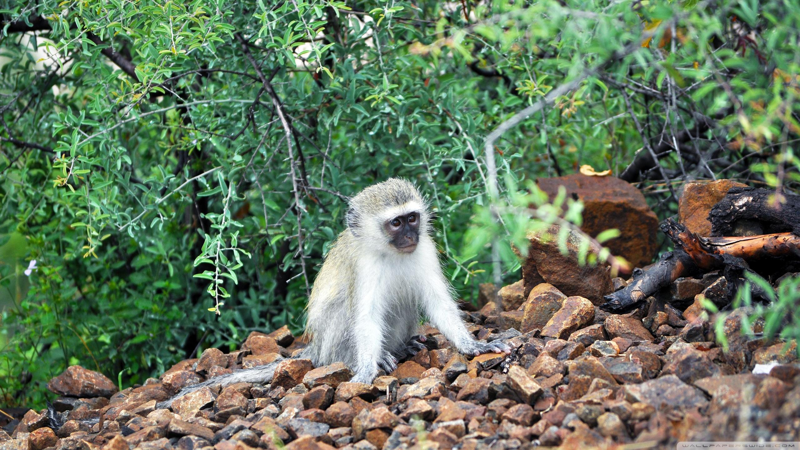 2560x1440 Baby Vervet monkey Ultra HD Desktop Background Wallpaper for : Multi Display, Dual Monitor : Tablet