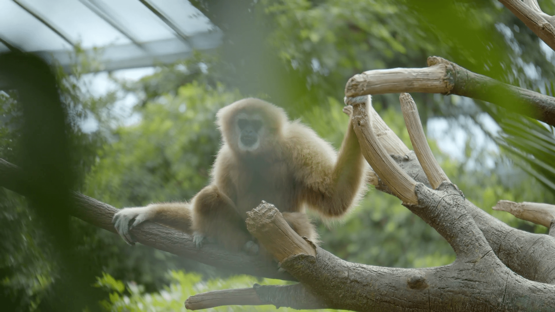 1920x1080 Gibbon Sitting In Tree 4k Wildlife Close Up Stock Footage SBV 337831269