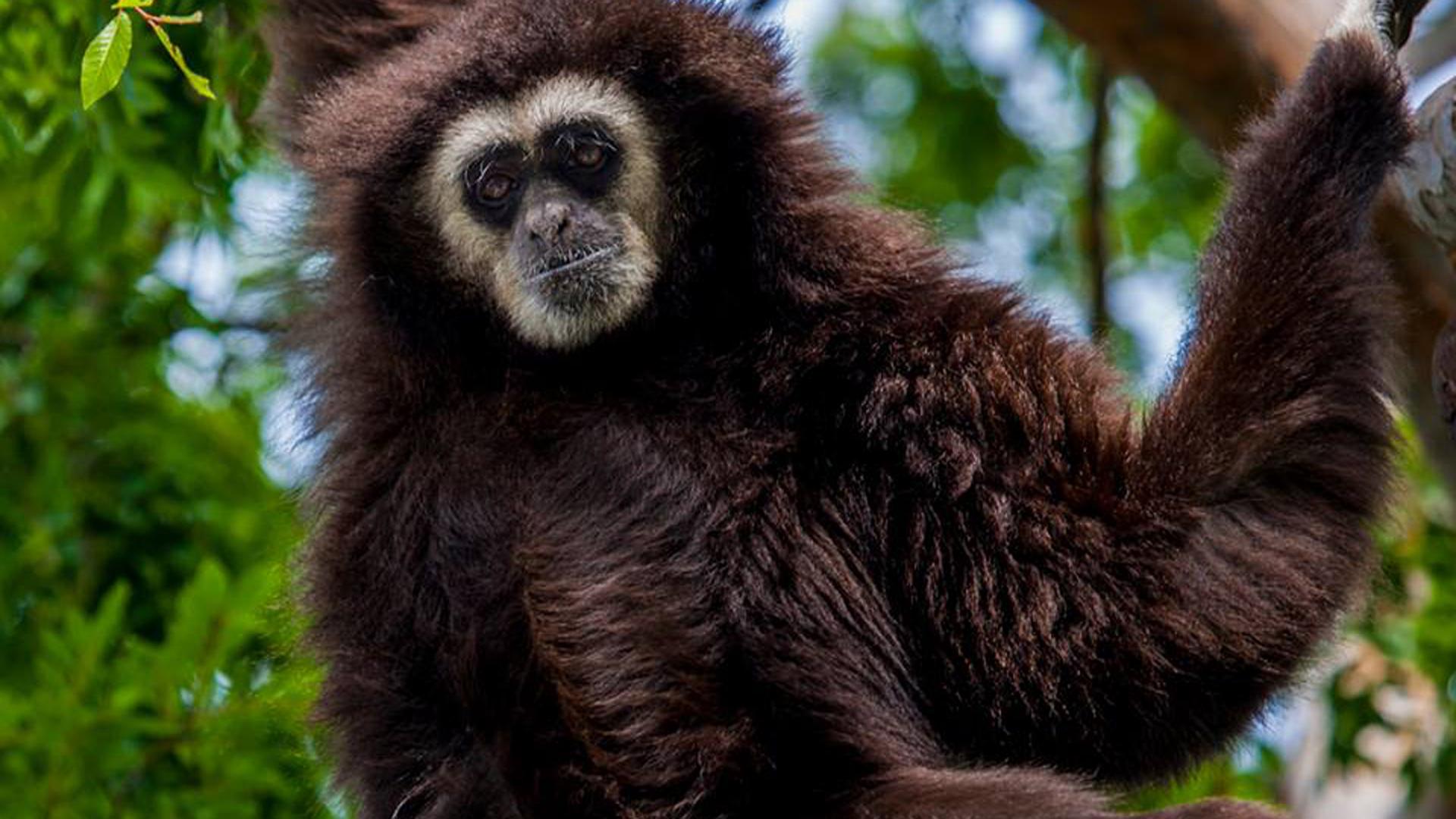 1920x1080 Beloved Gibbon Dies After Being Relocated From Oakland to Santa Barbara Zoo to Find Love