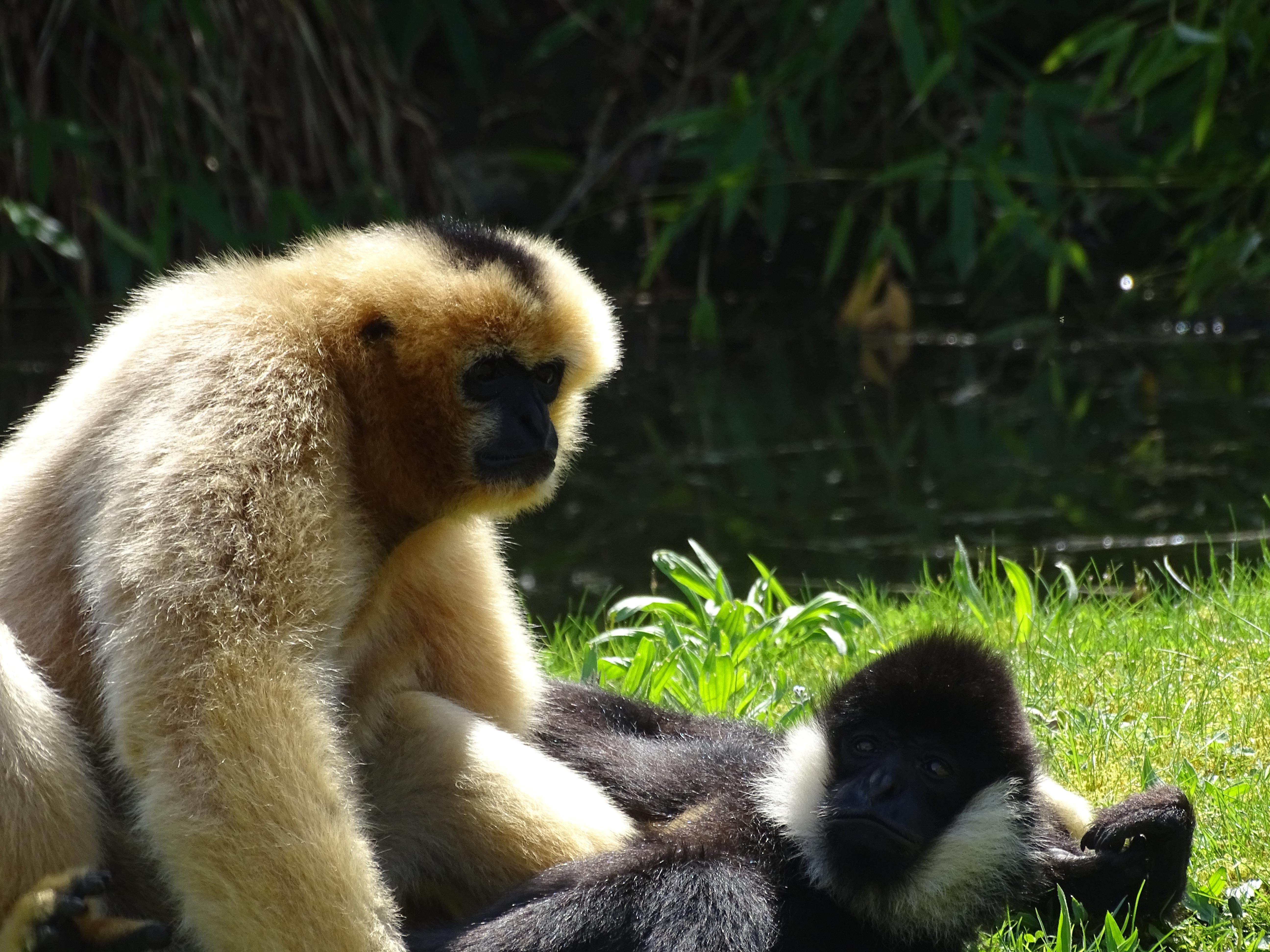5184x3888 Planckendael Zoo Northern White Cheeked Gibbon