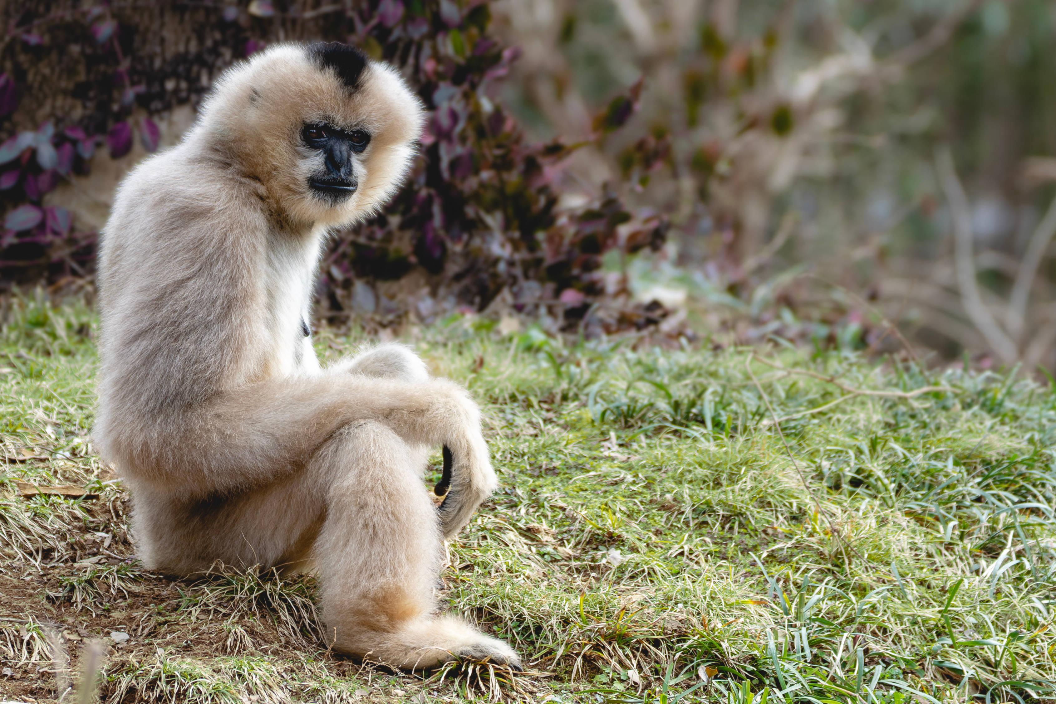 3383x2257 Download Gibbon On Ground Wallpaper