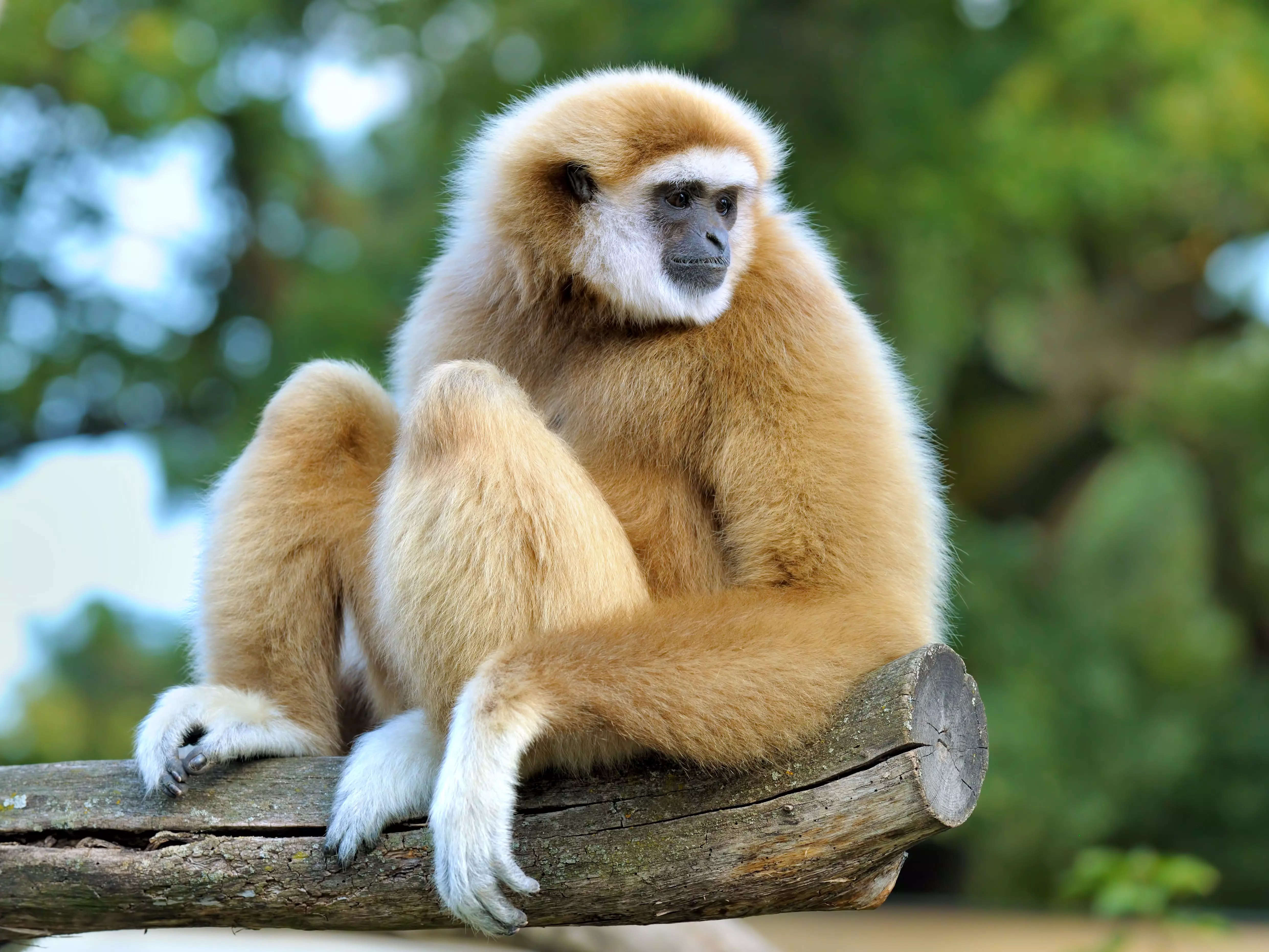 4963x3723 Zookeepers were stumped when a female gibbon got pregnant while alone in her cage. 2 years