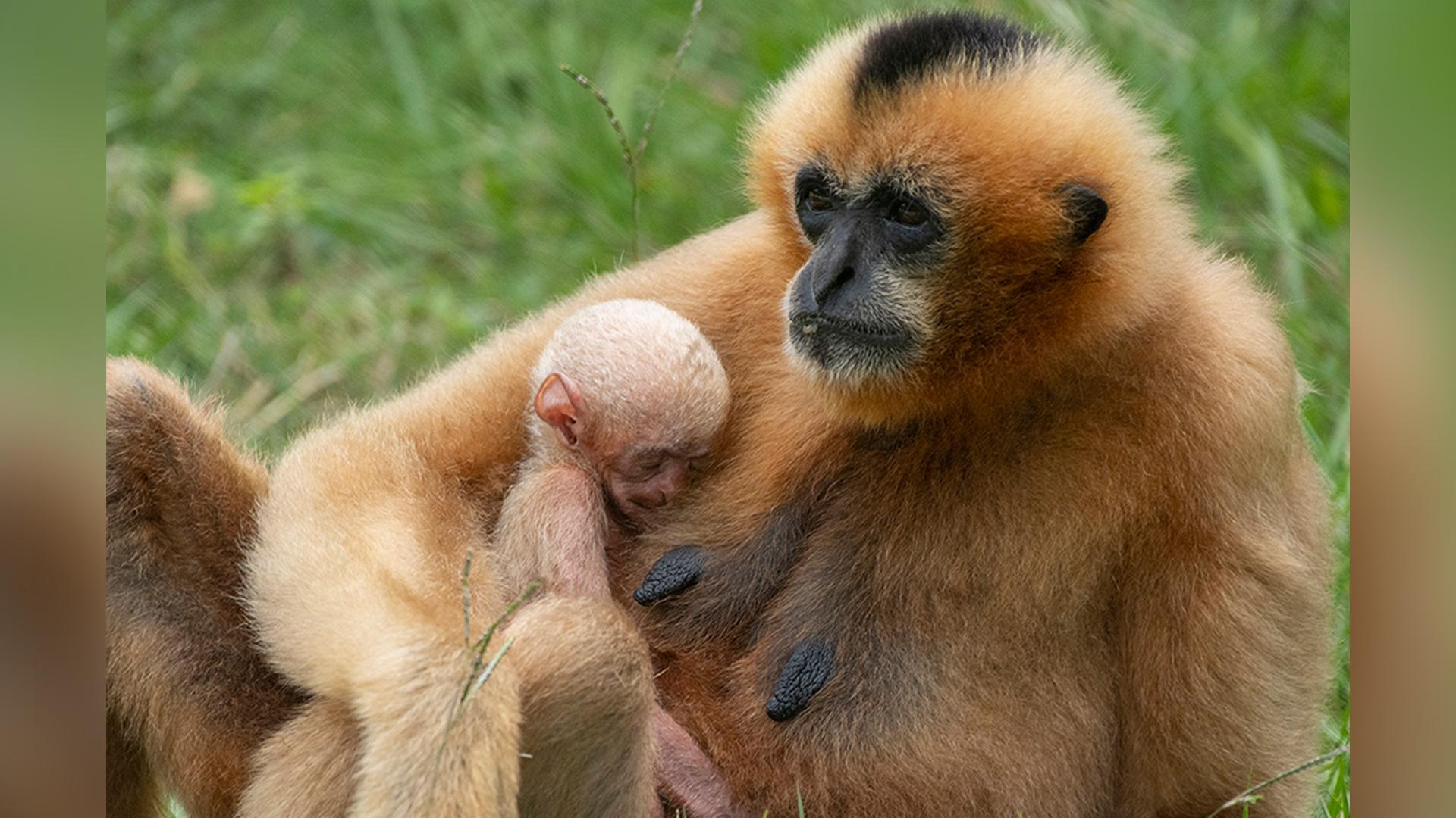 1920x1080 Baby gibbon makes public debut at Florida zoo